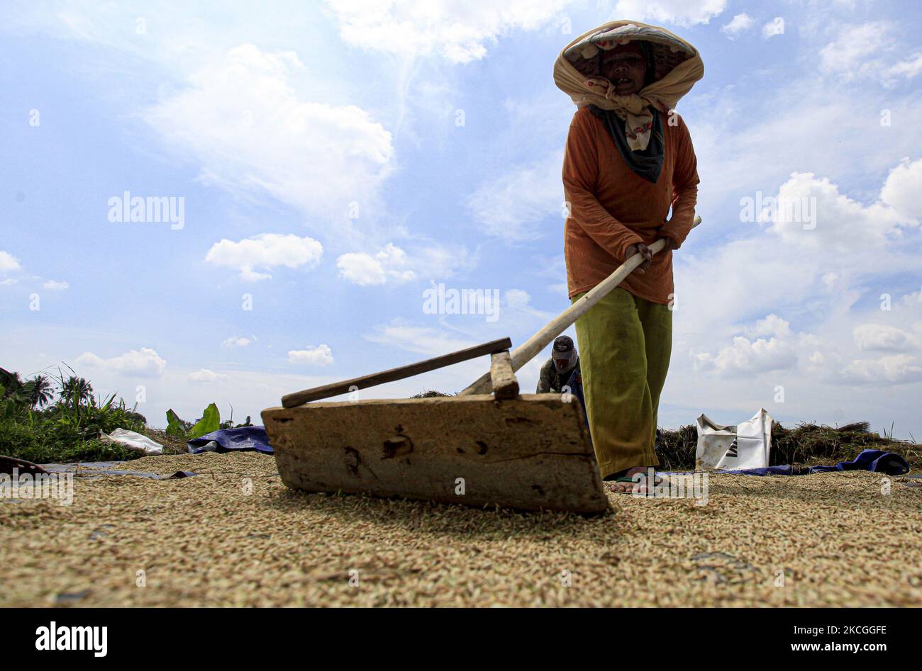 Ein Landwirt sah am 26. Juni 2021, wie er auf einem Reisfeld in Bogor, West-Java, Indonesien, das Reiskorn mit seinen Rechen ausbreitete. Die Trocknung von Reiskörnern ist einer der wichtigsten Schritte, bevor sie in die Reismühle gebracht werden. Durch die Verringerung des Feuchtigkeitsgehalts des Getreides wird das Risiko von Bakterien für die Lagerung auf ein Minimum reduziert. (Foto von Adriana Adie/NurPhoto) Stockfoto