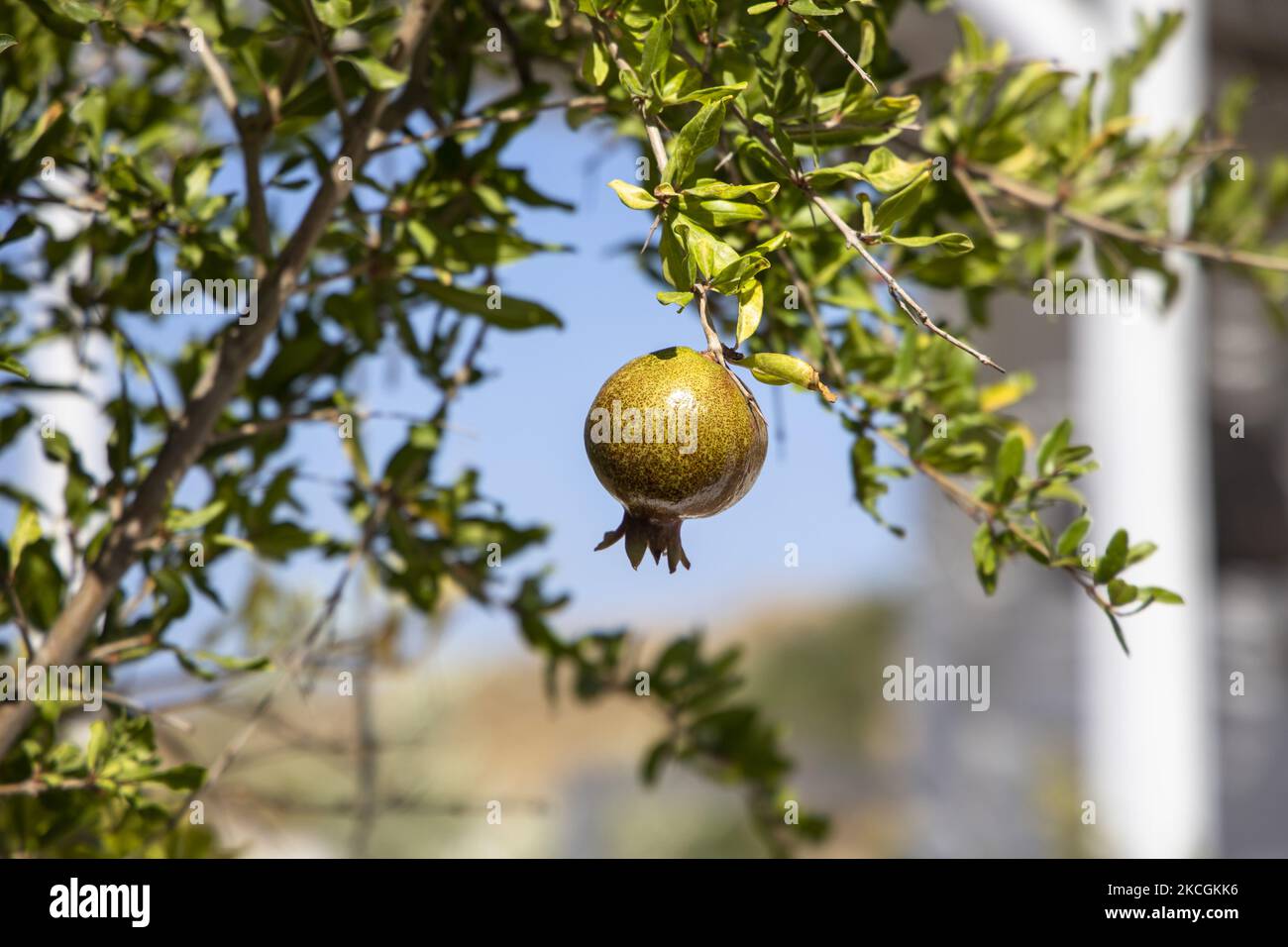 Ein Granatapfel hängt am 27. Juni 2021 in Lindos auf der Insel Rhodos, Griechenland. (Foto von Emmanuele Contini/NurPhoto) Stockfoto