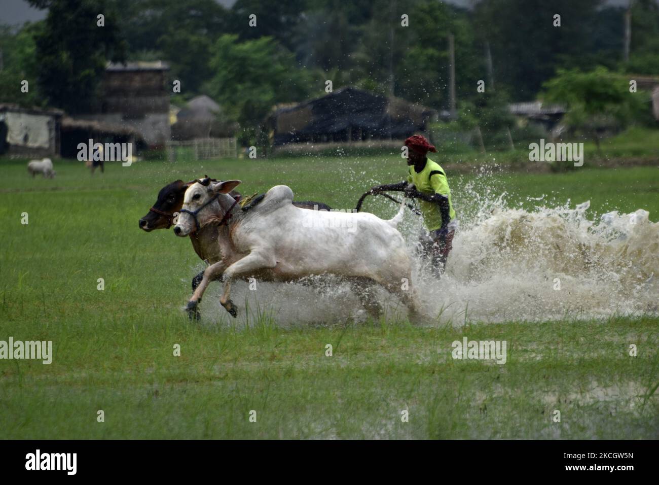 Rinderrennen während eines Moichara-Sports im Dorf Bantra, Süd 24 Pargana, West Bengalen, Indien, 04. Juli, 2021. Indien, eine auf der Agrarwirtschaft basierende Nation, begrüßt und feiert die Erntezeit als Gala. Und seit über Jahrzehnten nehmen Dörfer in Canning inbrünstig an einem einzigartigen Fest Teil, das den Namen „Moichara“ trägt. Der Hauptzweck dieser Rinderrasse ist es, die Kapazität der Bullen vor dem Beginn der Kultivierung in der Regenzeit zu testen und die Fruchtbarkeit des Landes zu erhöhen. Moichara findet in der Regel Ende Juni oder Anfang Juli statt. Die Bauern vor Ort entscheiden Stockfoto