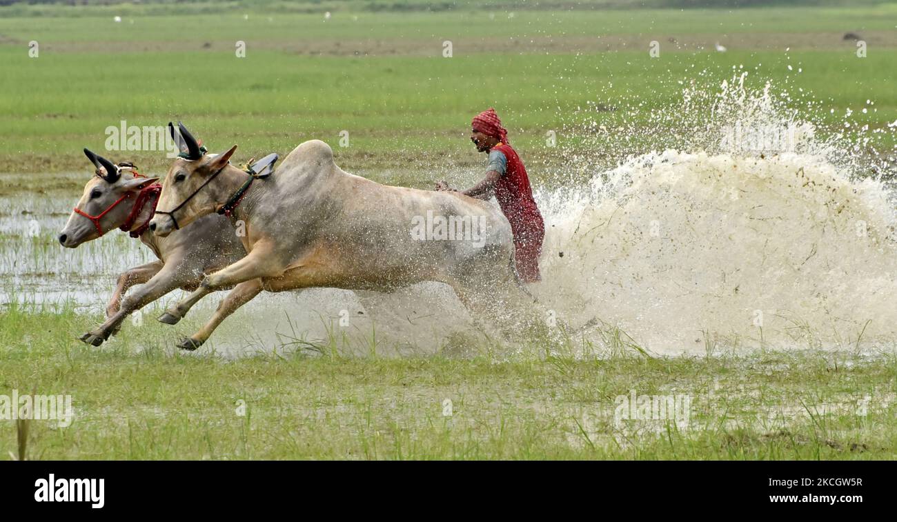 Rinderrennen während eines Moichara-Sports im Dorf Bantra, Süd 24 Pargana, West Bengalen, Indien, 04. Juli, 2021. Indien, eine auf der Agrarwirtschaft basierende Nation, begrüßt und feiert die Erntezeit als Gala. Und seit über Jahrzehnten nehmen Dörfer in Canning inbrünstig an einem einzigartigen Fest Teil, das den Namen „Moichara“ trägt. Der Hauptzweck dieser Rinderrasse ist es, die Kapazität der Bullen vor dem Beginn der Kultivierung in der Regenzeit zu testen und die Fruchtbarkeit des Landes zu erhöhen. Moichara findet in der Regel Ende Juni oder Anfang Juli statt. Die Bauern vor Ort entscheiden Stockfoto