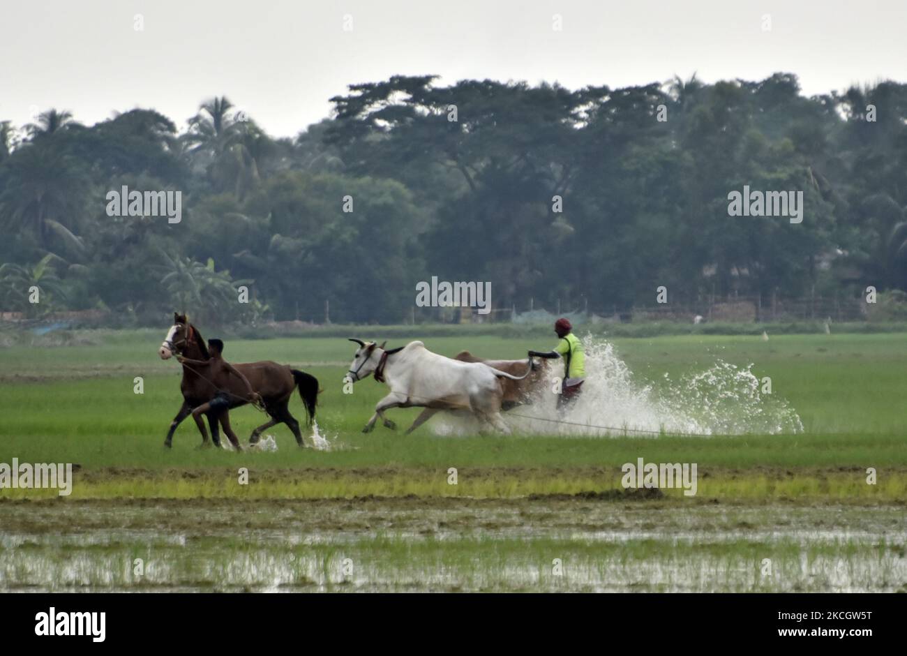 Rinderrennen während eines Moichara-Sports im Dorf Bantra, Süd 24 Pargana, West Bengalen, Indien, 04. Juli, 2021. Indien, eine auf der Agrarwirtschaft basierende Nation, begrüßt und feiert die Erntezeit als Gala. Und seit über Jahrzehnten nehmen Dörfer in Canning inbrünstig an einem einzigartigen Fest Teil, das den Namen „Moichara“ trägt. Der Hauptzweck dieser Rinderrasse ist es, die Kapazität der Bullen vor dem Beginn der Kultivierung in der Regenzeit zu testen und die Fruchtbarkeit des Landes zu erhöhen. Moichara findet in der Regel Ende Juni oder Anfang Juli statt. Die Bauern vor Ort entscheiden Stockfoto