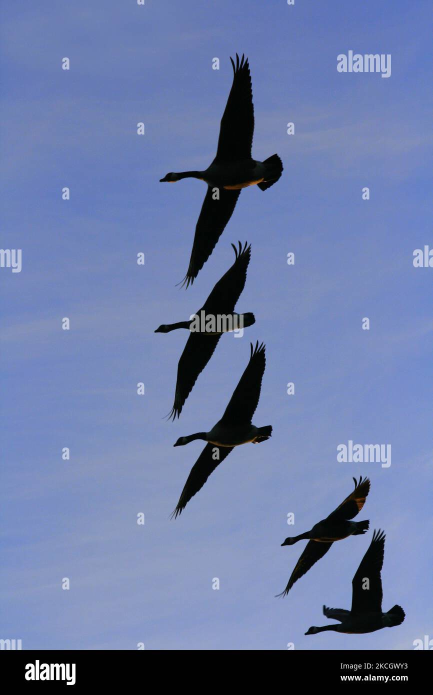 Kanadagänse (Branta canadensis), die während der Herbstsaison in Ontario, Kanada, in Formation fliegen. (Foto von Creative Touch Imaging Ltd./NurPhoto) Stockfoto