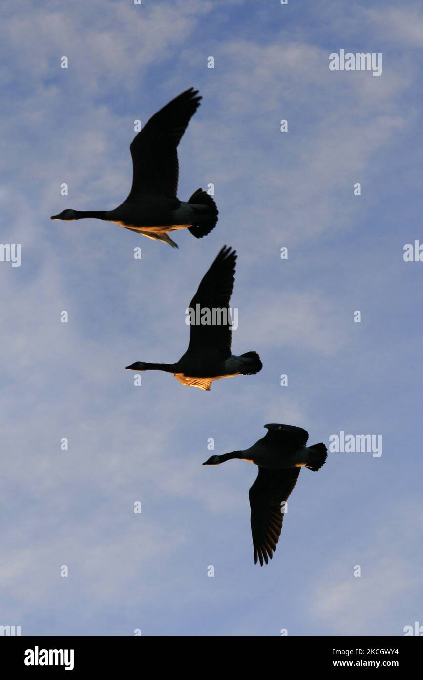 Kanadagänse (Branta canadensis), die während der Herbstsaison in Ontario, Kanada, in Formation fliegen. (Foto von Creative Touch Imaging Ltd./NurPhoto) Stockfoto