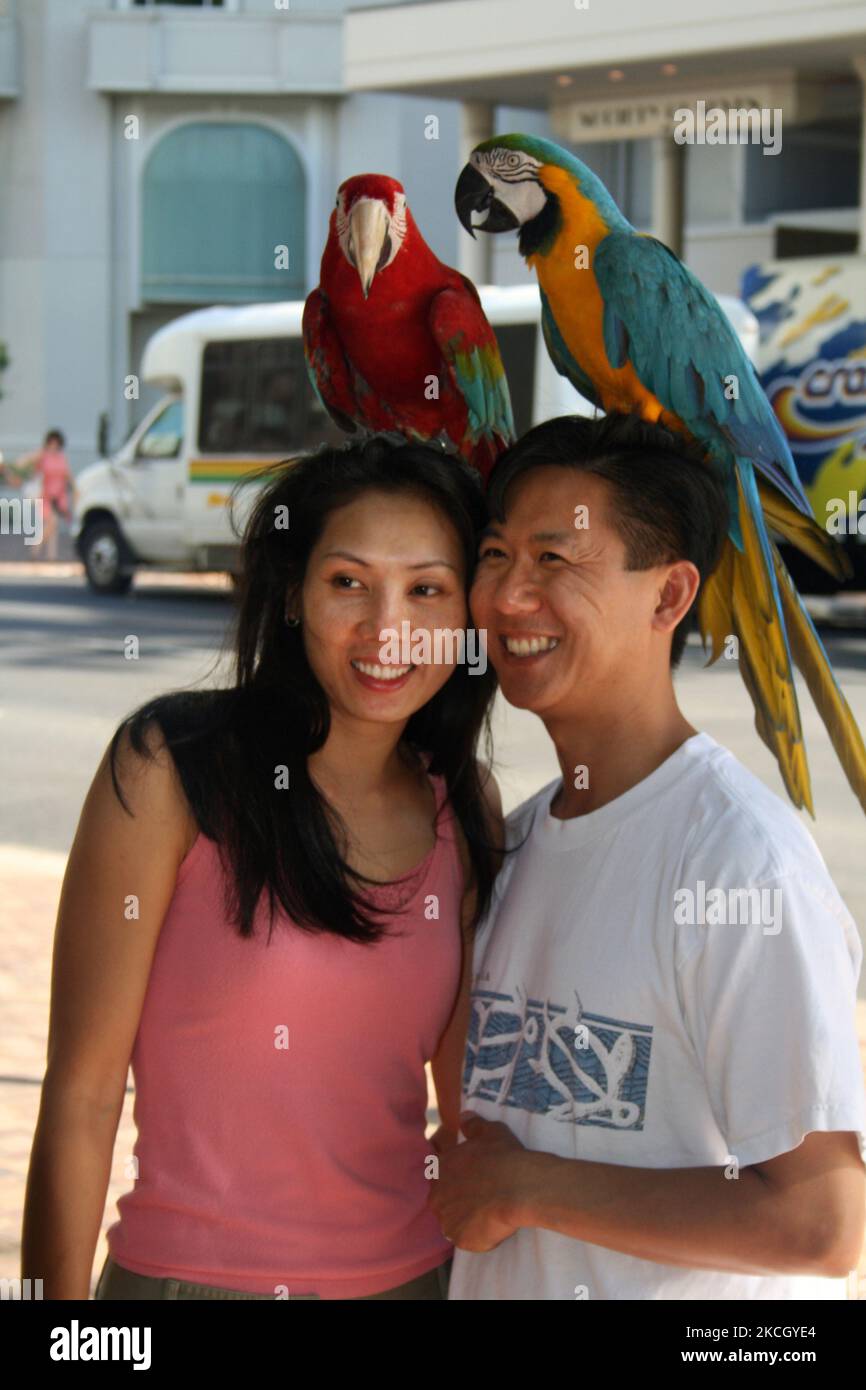 Japanische Touristen posieren mit Papageien (Aras) auf dem Kopf vor dem Internationalen Marktplatz in O'ahu, Hawaii, USA. (Foto von Creative Touch Imaging Ltd./NurPhoto) Stockfoto