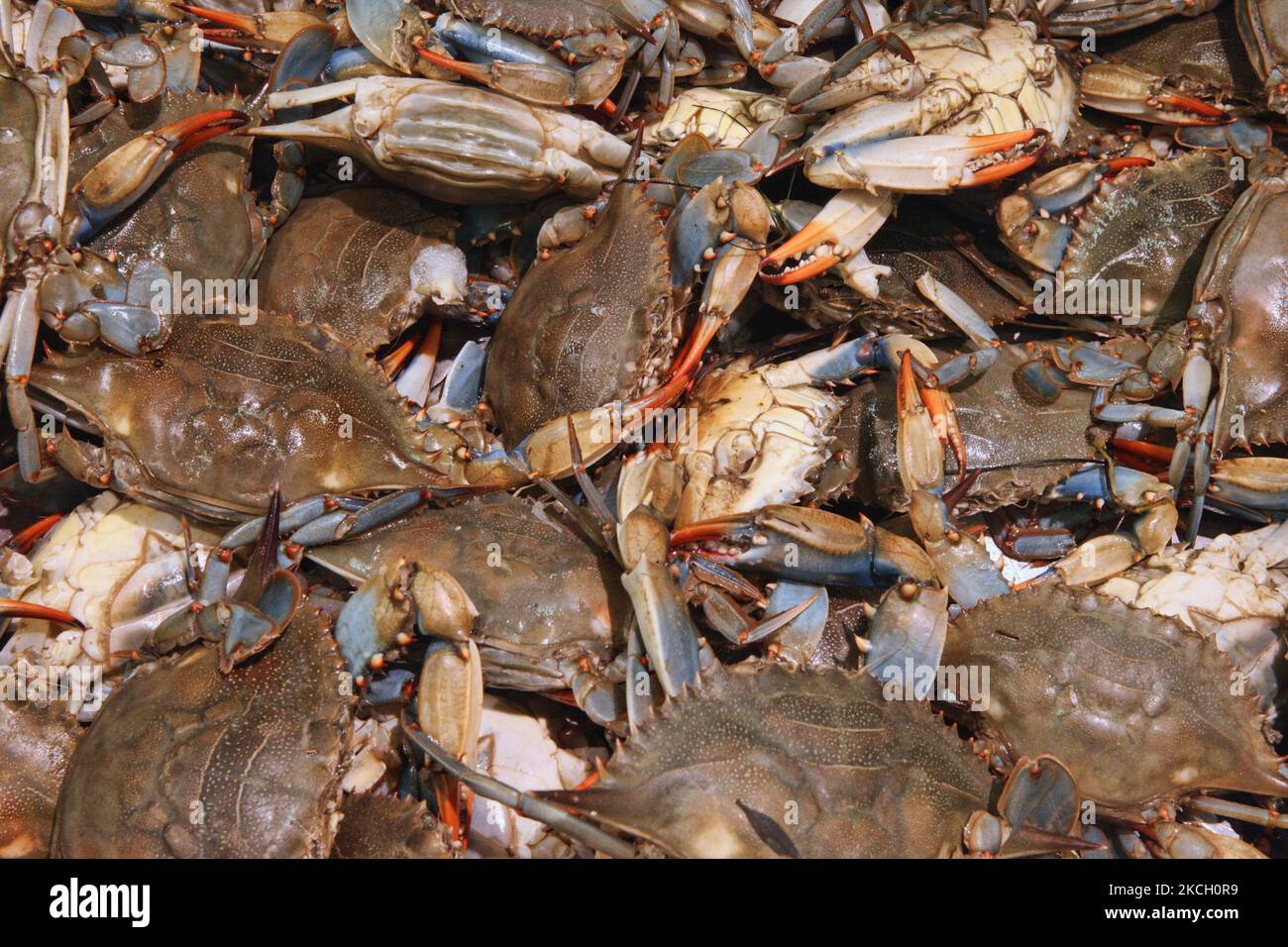 Lebende Blaukrabben (Callinectes sapidus) auf einem Fischmarkt in Toronto, Ontario, Kanada. (Foto von Creative Touch Imaging Ltd./NurPhoto) Stockfoto