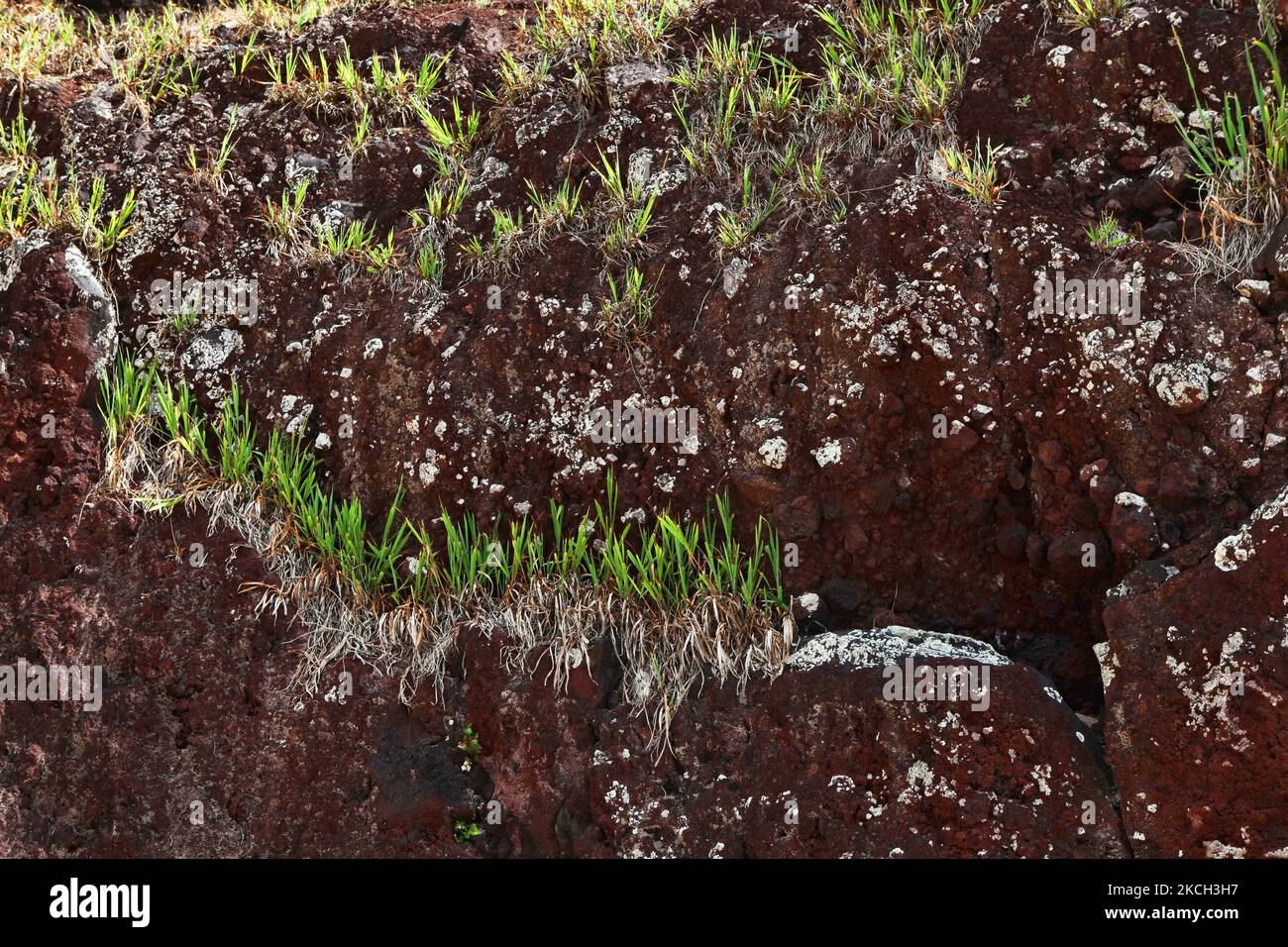 Am 19. März 2010 wächst Gras auf rotem Scoria-Vulkangestein zusammen mit Litchenen auf der Osterinsel, Chile. (Foto von Creative Touch Imaging Ltd./NurPhoto) Stockfoto