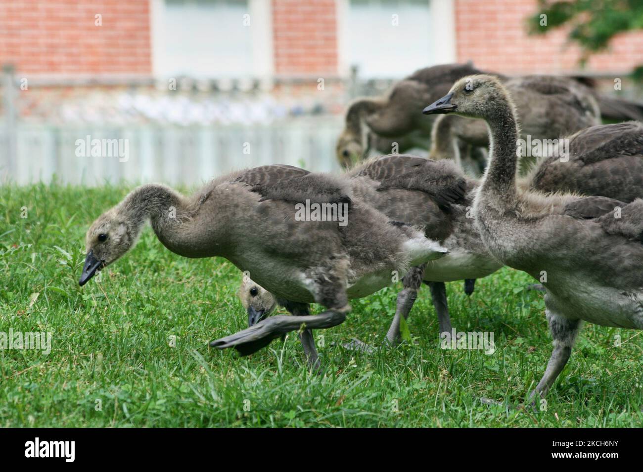 Kanadische Gänse (Branta canadensis) schlendern am 15. Juni 2008 in Ontario, Kanada, über das Gras. (Foto von Creative Touch Imaging Ltd./NurPhoto) Stockfoto