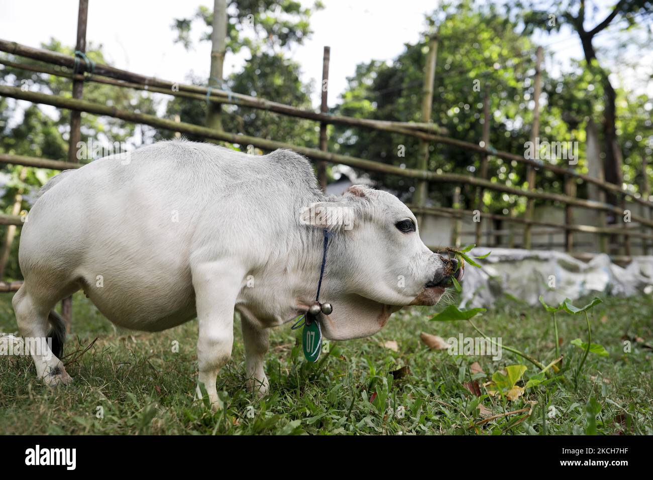 Eine Zwergkuh namens Rani wird auf einem Bauernhof abgebildet, da der Besitzer hofft, am 13. Juli 2021 in Nabinagar, am Stadtrand von Dhaka, Bangladesch, den Rekord für die kleinste Kuh der Welt zu brechen. (Foto von Kazi Salahuddin Razu/NurPhoto) Stockfoto