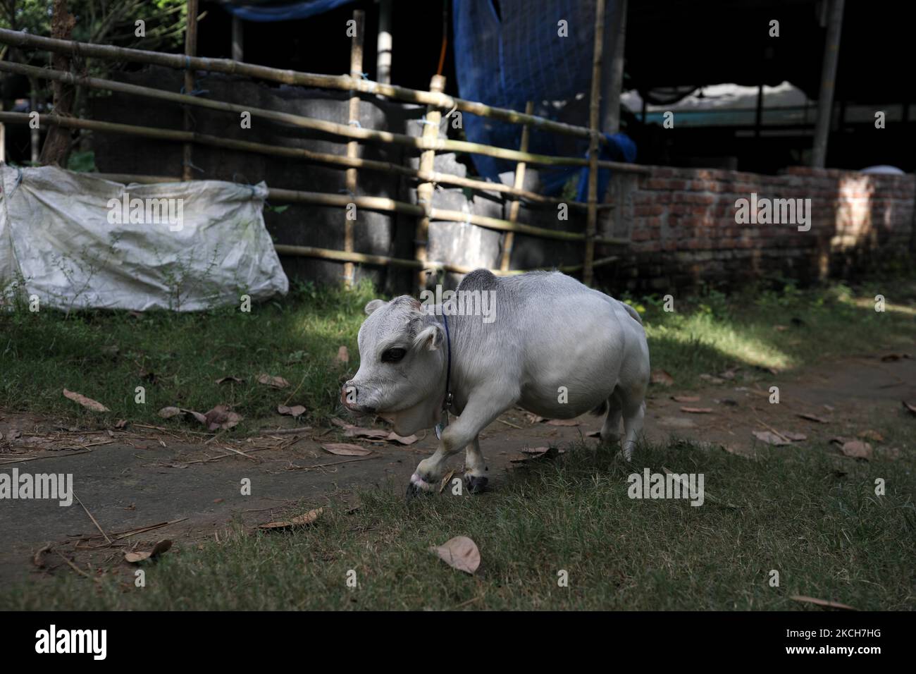 Eine Zwergkuh namens Rani wird auf einem Bauernhof abgebildet, da der Besitzer hofft, am 13. Juli 2021 in Nabinagar, am Stadtrand von Dhaka, Bangladesch, den Rekord für die kleinste Kuh der Welt zu brechen. (Foto von Kazi Salahuddin Razu/NurPhoto) Stockfoto
