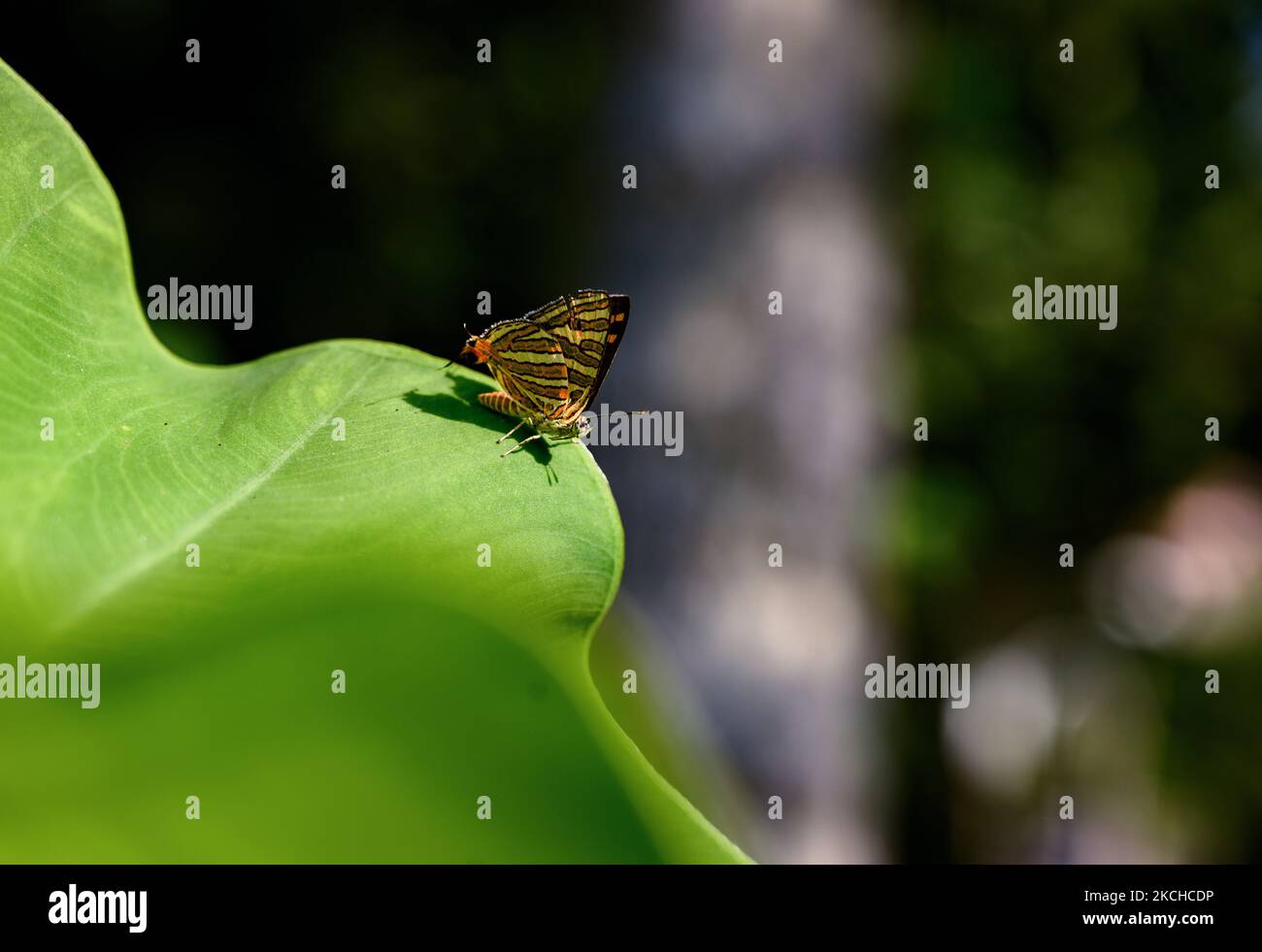 Am 17. Juli 2021 steht der gewöhnliche Silberlinienschmetterling (Cigaritis vulcanus) auf dem Blatt in Tehatta, Westbengalen, Indien, unter der Sonne. Schmetterlinge brauchen Temperatur, die Muskeln im Brustkorb müssen warm gehalten werden, um ihre Flügel kontrollieren und sich mit der richtigen Geschwindigkeit bewegen zu können. (Foto von Soumyabrata Roy/NurPhoto) Stockfoto