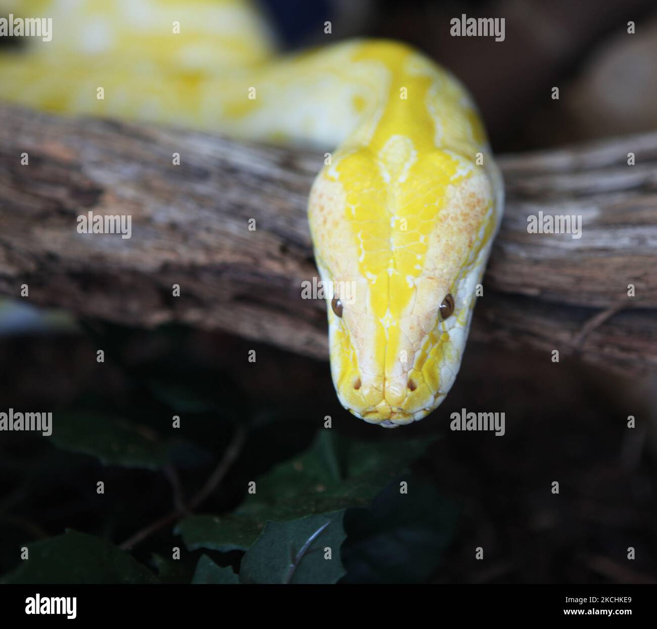 Albino Burmese Python (Python molurus bivittatus) in Ontario, Kanada. Die birmanische Python ist die größte Unterart der indischen Python und eine der 6 größten Schlangen der Welt, die in einer großen Vielfalt tropischer und subtropischer Gebiete Süd- und Südostasiens beheimatet ist. (Foto von Creative Touch Imaging Ltd./NurPhoto) Stockfoto