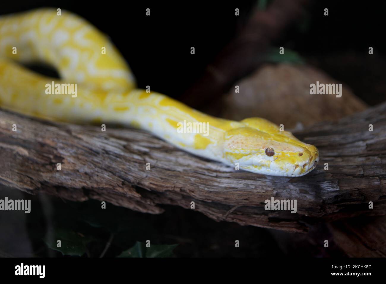 Albino Burmese Python (Python molurus bivittatus) in Ontario, Kanada. Die birmanische Python ist die größte Unterart der indischen Python und eine der 6 größten Schlangen der Welt, die in einer großen Vielfalt tropischer und subtropischer Gebiete Süd- und Südostasiens beheimatet ist. (Foto von Creative Touch Imaging Ltd./NurPhoto) Stockfoto