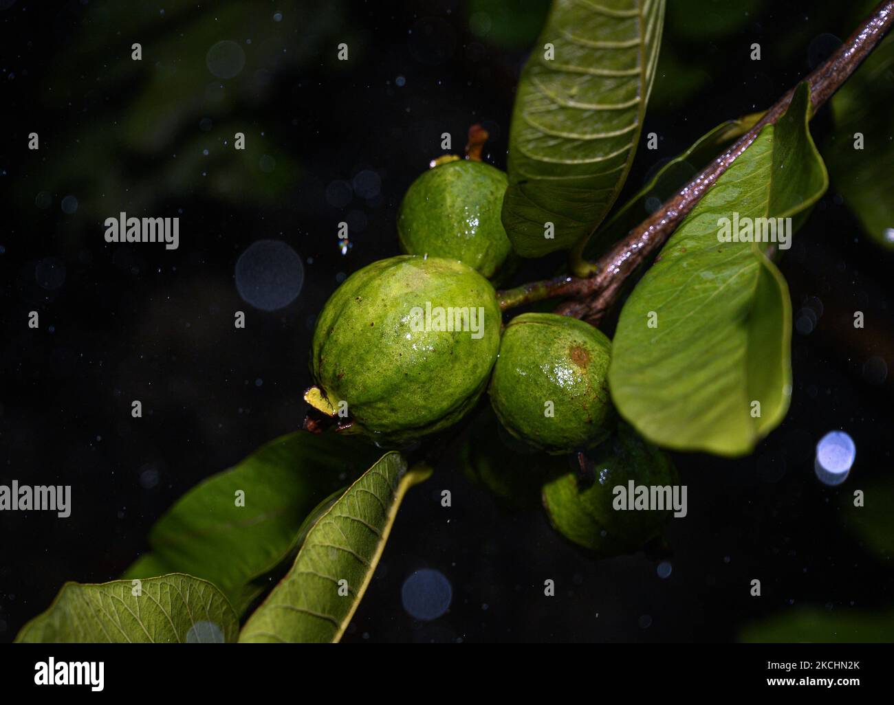 Ein Guava-Baum wird am 25. Juli 2021 bei Monsun-Regen in Tehatta, Westbengalen, Indien, gesehen. (Foto von Soumyabrata Roy/NurPhoto) Stockfoto