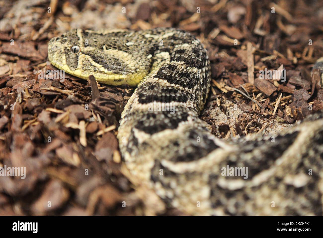 Puff Adder (Bitis arietans) Schlange auf dem Display in Ontario, Kanada. Der Puff Adder ist eine giftige Viper-Art, die in Savannen und Graslandschaften aus Marokko und Westarabien in ganz Afrika mit Ausnahme der Sahara und des Regenwaldes gefunden wird. Sie ist verantwortlich für die Verursachung der meisten Todesfälle in Afrika. (Foto von Creative Touch Imaging Ltd./NurPhoto) Stockfoto