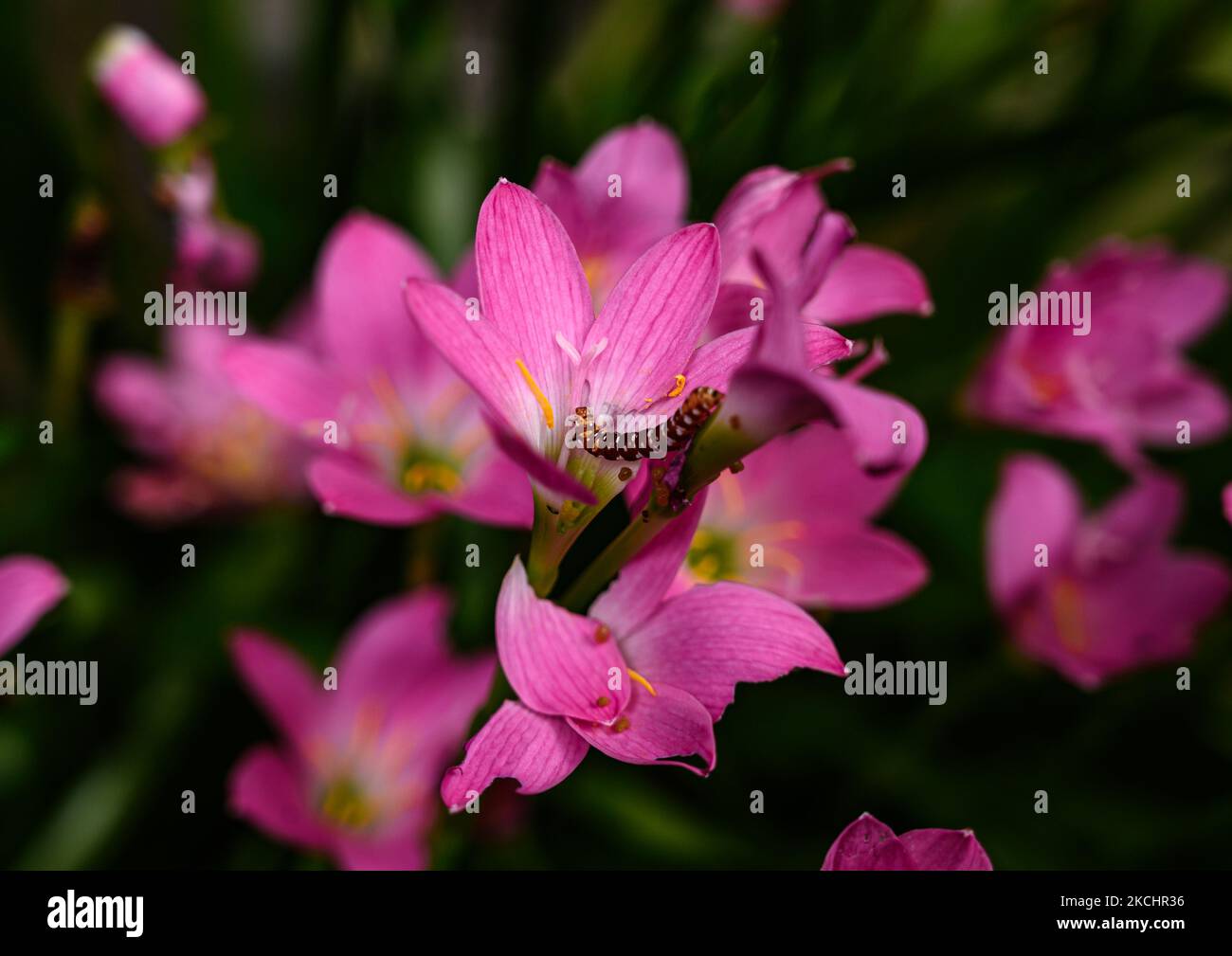 Ein Foto, das am 26. Juli 2021 in Tehatta, Westbengalen, Indien, aufgenommen wurde, zeigt eine indische Lilienmotte (Polytela gloriosae). Es ist eine Motte der Familie Noctuidae. Die Lilie-Raupe-Frühinstare ernähren sich von Chlorophyll der Blätter; später ernähren sich die Instare unersättigt und hinterlassen nur noch den harten Stamm der Pflanze, der sie dann völlig zerstört. Die Inzidenz ist in den Monaten Juli, August und September hoch. Lily Raupen fressen rosa Regenlilien (Zaphyranthes rosea) Blumenpflanzen. (Foto von Soumyabrata Roy/NurPhoto) Stockfoto