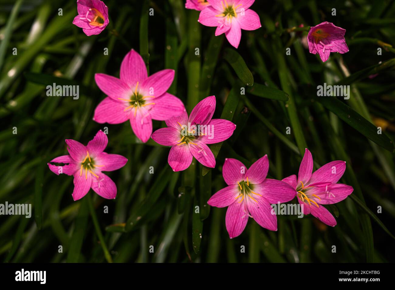 Am 26. Juli 2021 befindet sich eine Biene auf der Rosa-Regenlilie (Zephyranthes rosea)-Blüte in Tehatta, Westbengalen, Indien. Die Biene (Familie: Apidae) oder Gattung Amegilla ist die einheimische Biene aus Australien und Süd- (und Südost-) Asien. Die Biene ist einsam und lebt allein, und sie ist eine große Hilfe im Gemüsegarten, indem sie eine bestimmte Art der Bestäubung durchführt, die als „Buzz Pollination“ oder Schallexposition bekannt ist, bei der sie sich an der Blume festhält und ihren Körper schnell schüttelt. Diese Art der Bestäubung ist wirklich nützlich bei Pflanzen wie Tomaten, Heidelbeeren, Preiselbeeren, Kiwi-Obst, Eierplan Stockfoto