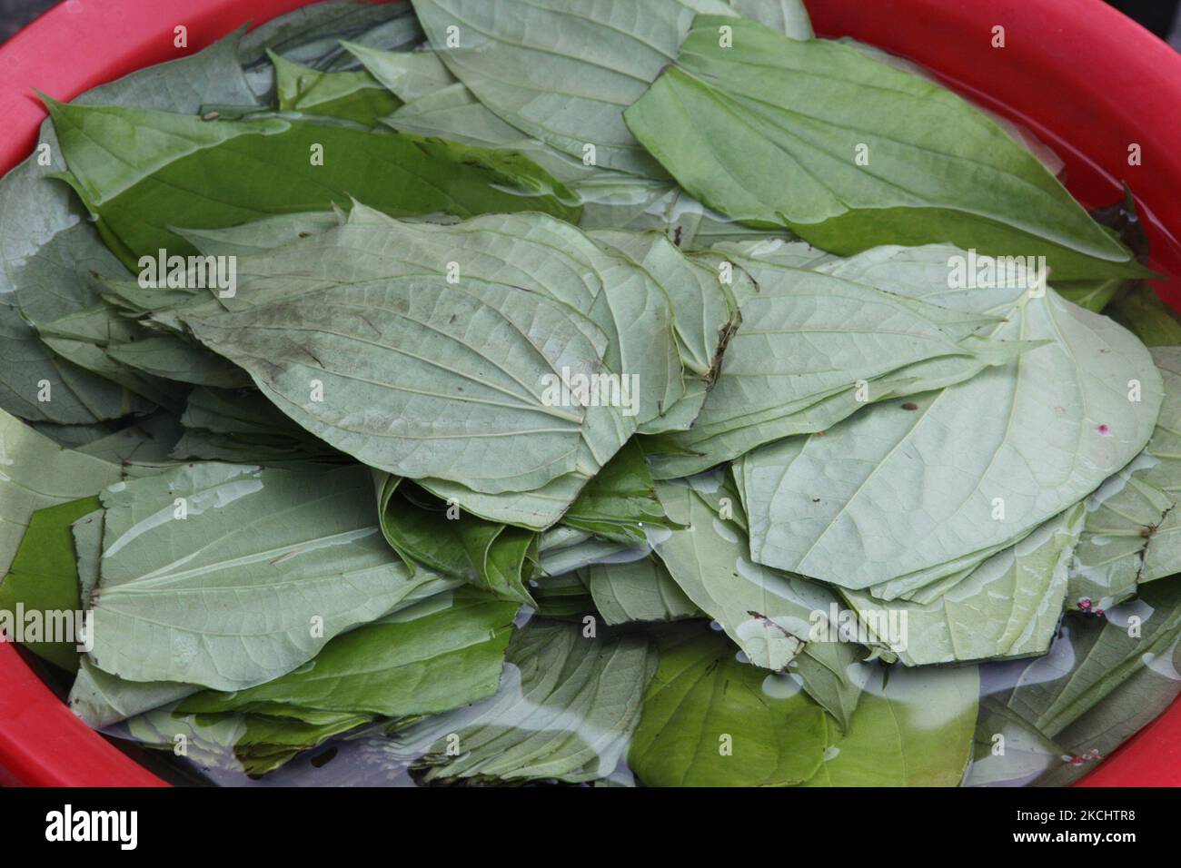 Blätter, die in einer Schüssel mit Wasser in Vorbereitung auf paan an einem paan-Stand in Toronto, Ontario, Kanada, einweichen. Paan wird gekaut, um den Atem zu versüßen und die Lippen und die Zunge zu färben und auch ein wenig narkotisches Vergnügen zu haben. Normalerweise wird paan mit Limettenpaste und Areca- oder Betelnuss gekaut. Viele essen paan, die es mit zusätzlichen Elementen wie Koriandersamen, Zimt, Kardamomen und vielfachen aromatisierten Stäuben vermischt. (Foto von Creative Touch Imaging Ltd./NurPhoto) Stockfoto