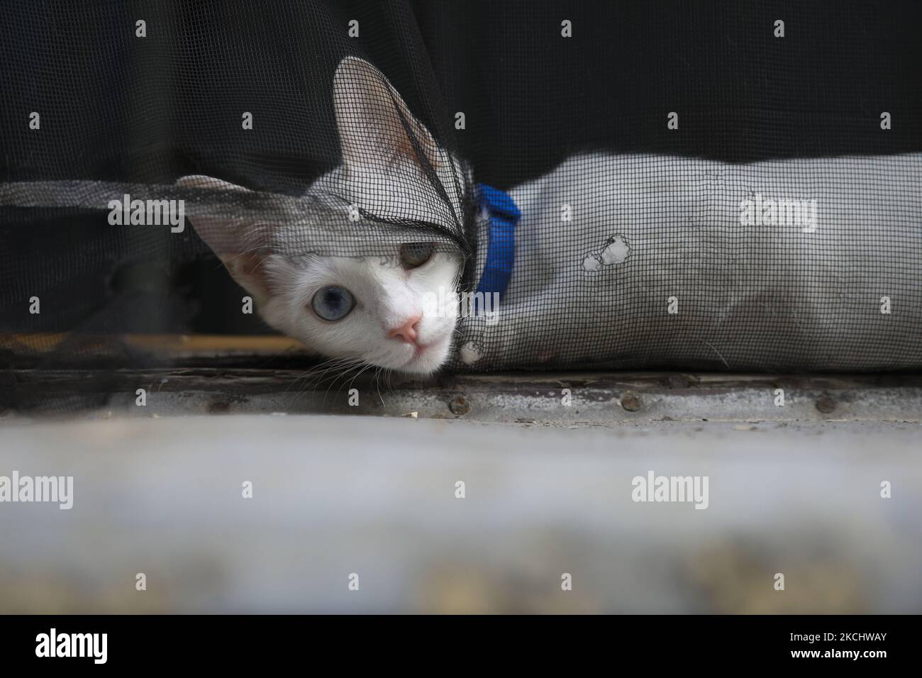 Am 27. Juli 2021 wird in Budapest, Ungarn, eine Katze mit ungeraden Augen auf einer Fensterbank gesehen. (Foto von STR/NurPhoto) Stockfoto