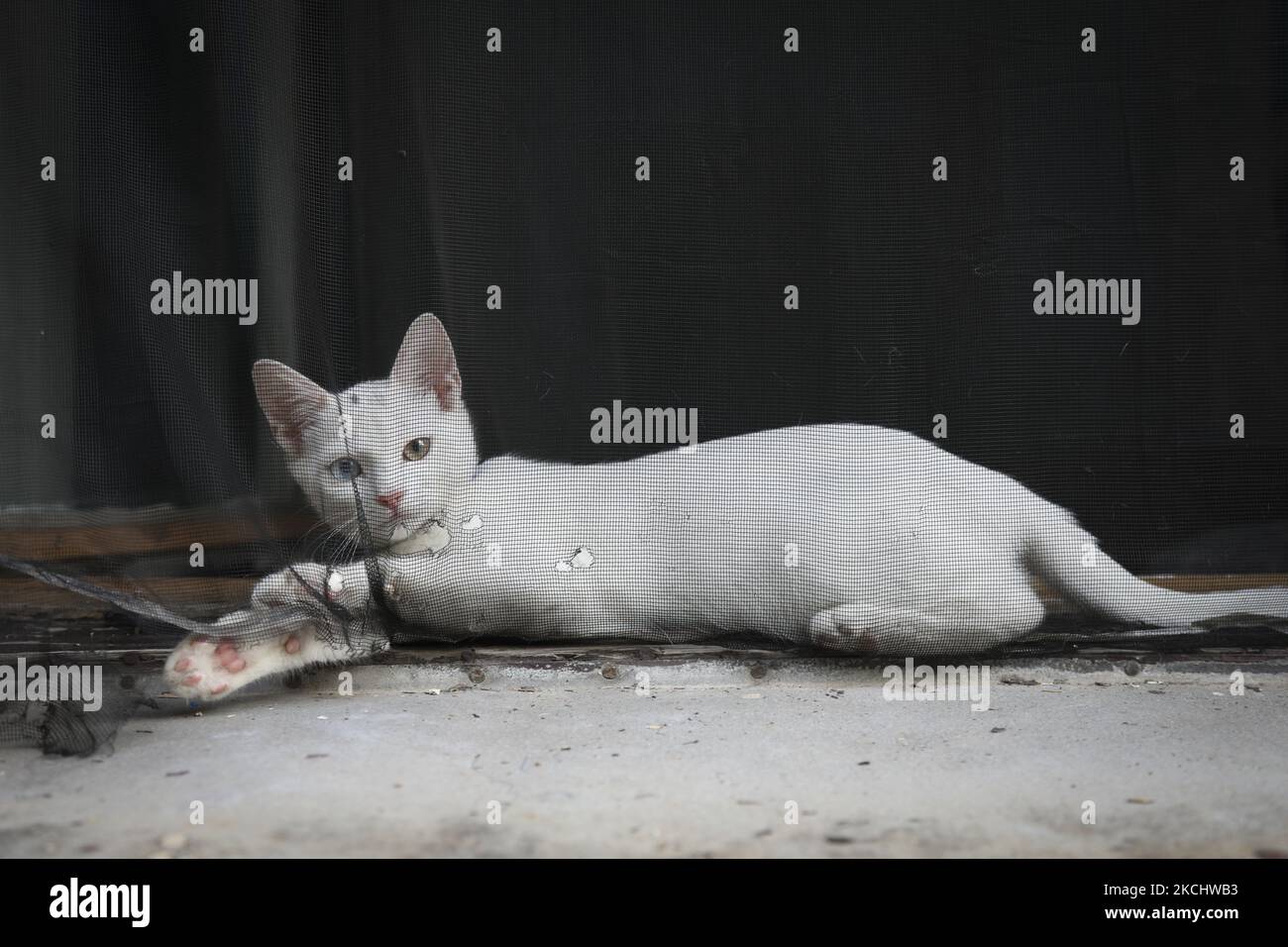 Am 27. Juli 2021 wird in Budapest, Ungarn, eine weiße, ungerade Katze auf einer Fensterbank gesehen. (Foto von STR/NurPhoto) Stockfoto