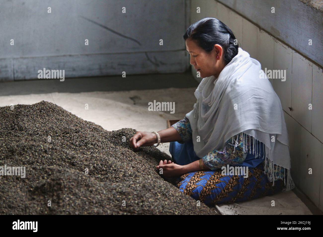 Arbeiter sortiert am 31. Mai 2010 getrocknete und geröstete Teeblätter in der Teefabrik Puttabong (Tukvar) in Darjeeling, Indien. 1852 gepflanzt, ist dies das erste Teestat in der Geschichte der Darjeeling Tea Plantation. Der Tee Anwesen erstreckt sich von einer Höhe von 1500 Fuß bis 6500 Fuß über MSL. Der Teegarten ist eines der größten Anwesen in Darjeeling, das aus fünf Abteilungen besteht und sich auf einer Strecke von etwa 20 km von Darjeeling City bis zur Staatsgrenze von Sikkim befindet. (Foto von Creative Touch Imaging Ltd./NurPhoto) Stockfoto