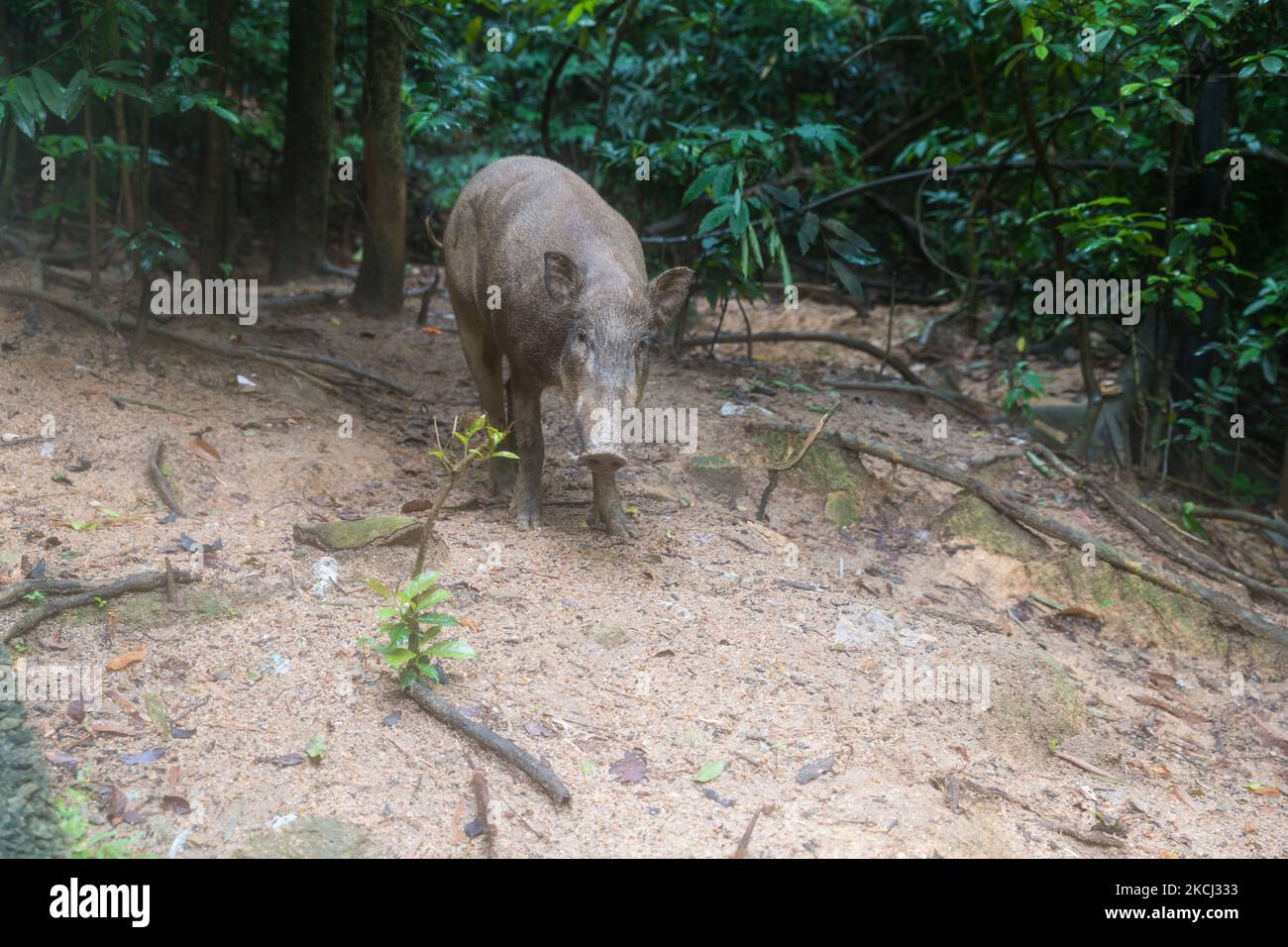 Ein Wildschwein (sus scrofa) sieht am 31. Juli 2021 Menschen, die in der Nähe eines öffentlichen Anwesens im Bezirk Wong Tai Sin in Hongkong, China, vorbeigehen. (Foto von Marc Fernandes/NurPhoto) Stockfoto