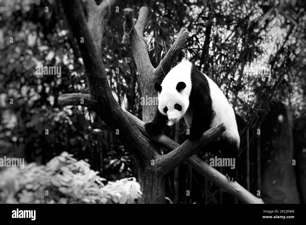(ANMERKUNG DER REDAKTION: Bild wurde in Schwarz-Weiß umgewandelt) Kai Kai, ein 13-jähriger Mann, lebt seit geraumer Zeit im Zoo von Singapur. Die Pandas wurden Singapur für zehn Jahre von der China Wildlife Conservation Association verliehen. Am 5. August 2021 in Singapore River Safari. (Foto von Farhan Osman/NurPhoto) Stockfoto