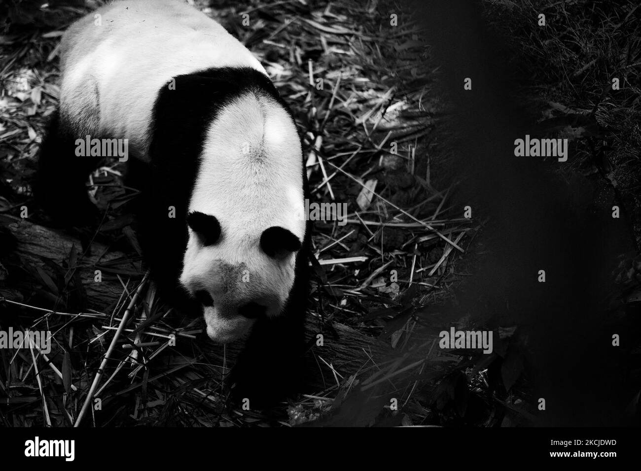 (ANMERKUNG DER REDAKTION: Bild wurde in Schwarz-Weiß umgewandelt) Kai Kai, ein 13-jähriger Mann, lebt seit geraumer Zeit im Zoo von Singapur. Die Pandas wurden Singapur für zehn Jahre von der China Wildlife Conservation Association verliehen. Am 5. August 2021 in Singapore River Safari. (Foto von Farhan Osman/NurPhoto) Stockfoto