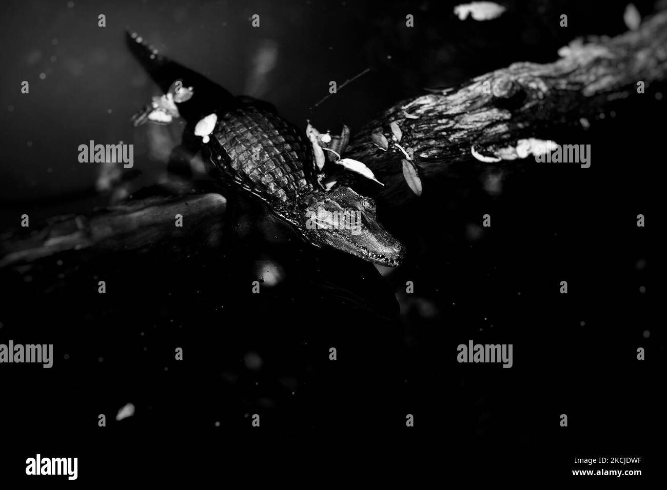 (ANMERKUNG DER REDAKTION: Bild wurde in Schwarz-Weiß umgewandelt) der vom Aussterben bedrohte chinesische Alligator unterscheidet sich in subtiler Weise von seinem amerikanischen Pendant. Es ist kleiner in der Regel misst bis zu 1,5m, der Kopf ist robuster und seine Schnauze ist leicht nach oben gedreht. Die Augenlider des chinesischen Alligators haben eine knöcherne Platte, die im amerikanischen Alligator fehlt. Dem amerikanischen Alligator fehlen auch die knöchernen Bauchplatten oder Osteodermen des chinesischen Alligators. Diese Art ist vom Aussterben bedroht. Am 5. August 2021 in Singapore River Safari. (Foto von Farhan Osman/NurPhoto) Stockfoto
