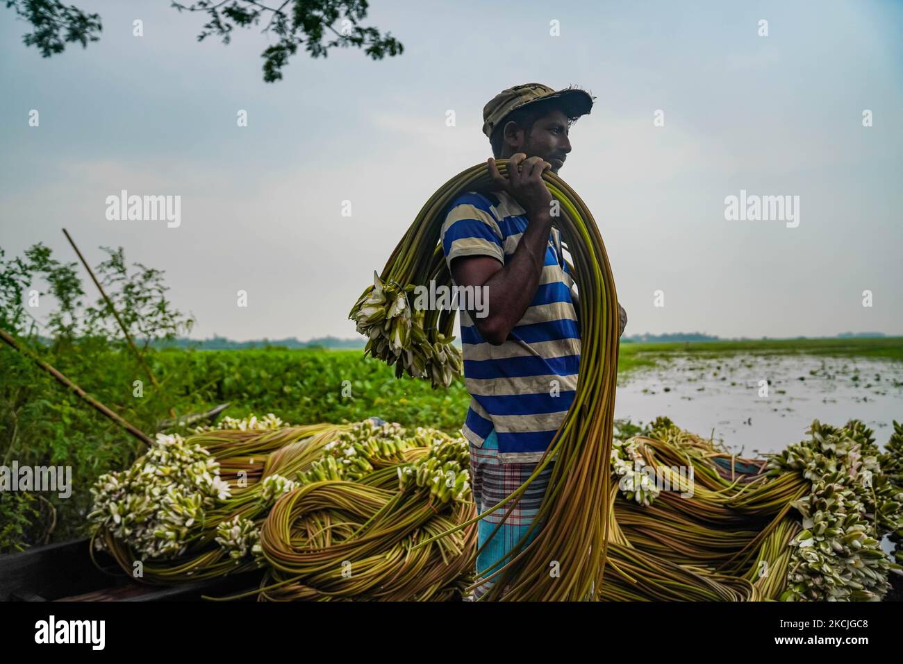 Die Arbeiter laden am 11. August 2021 Wasserlilien auf Lastwagen hoch, um sie auf dem Dhaka-Einzelhandelsmarkt in Munshiganj, Bangladesch, zu verkaufen. Die Seerose ist die Nationalblume von Bangladesch. Die Lebensgrundlage einiger Feuchtgebietsbauern basiert auf Seerosenzucht, die sie etwa fünf Monate im Jahr betreiben. Lokale Bauern nehmen ihre kleinen Boote, um Seerosen zu holen und verkaufen sie auf dem Markt. (Foto von Zabed Hasnain Chowdhury/NurPhoto) Stockfoto