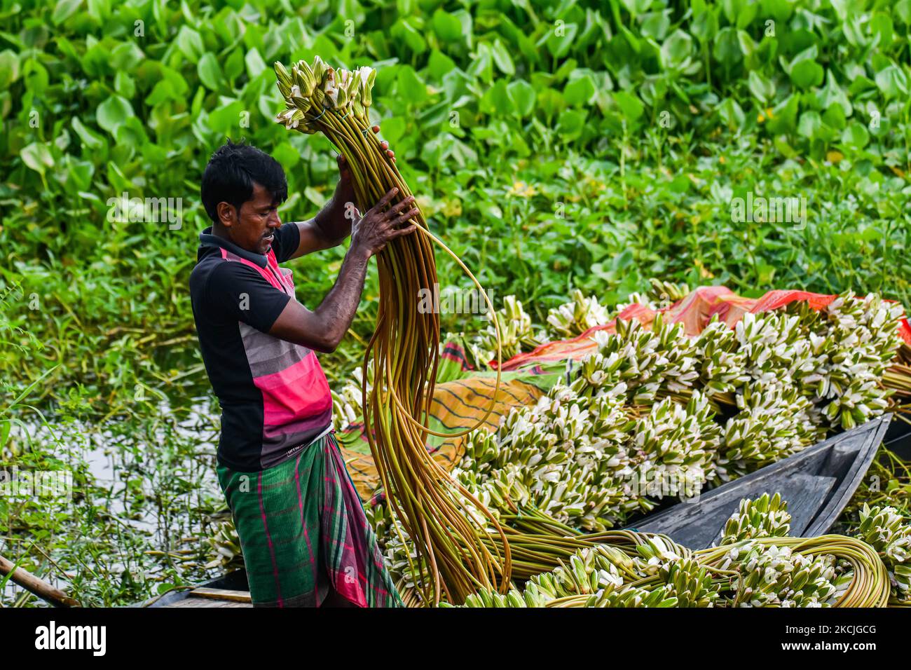 Bauern, die am 11. August 2021 Seerosen verarbeiten, um sie auf dem Einzelhandelsmarkt in Munshiganj, Bangladesch, zu verkaufen. Die Seerose ist die Nationalblume von Bangladesch. Die Lebensgrundlage einiger Feuchtgebietsbauern basiert auf Seerosenzucht, die sie etwa fünf Monate im Jahr betreiben. Lokale Bauern nehmen ihre kleinen Boote, um Seerosen zu holen und verkaufen sie auf dem Markt. (Foto von Zabed Hasnain Chowdhury/NurPhoto) Stockfoto