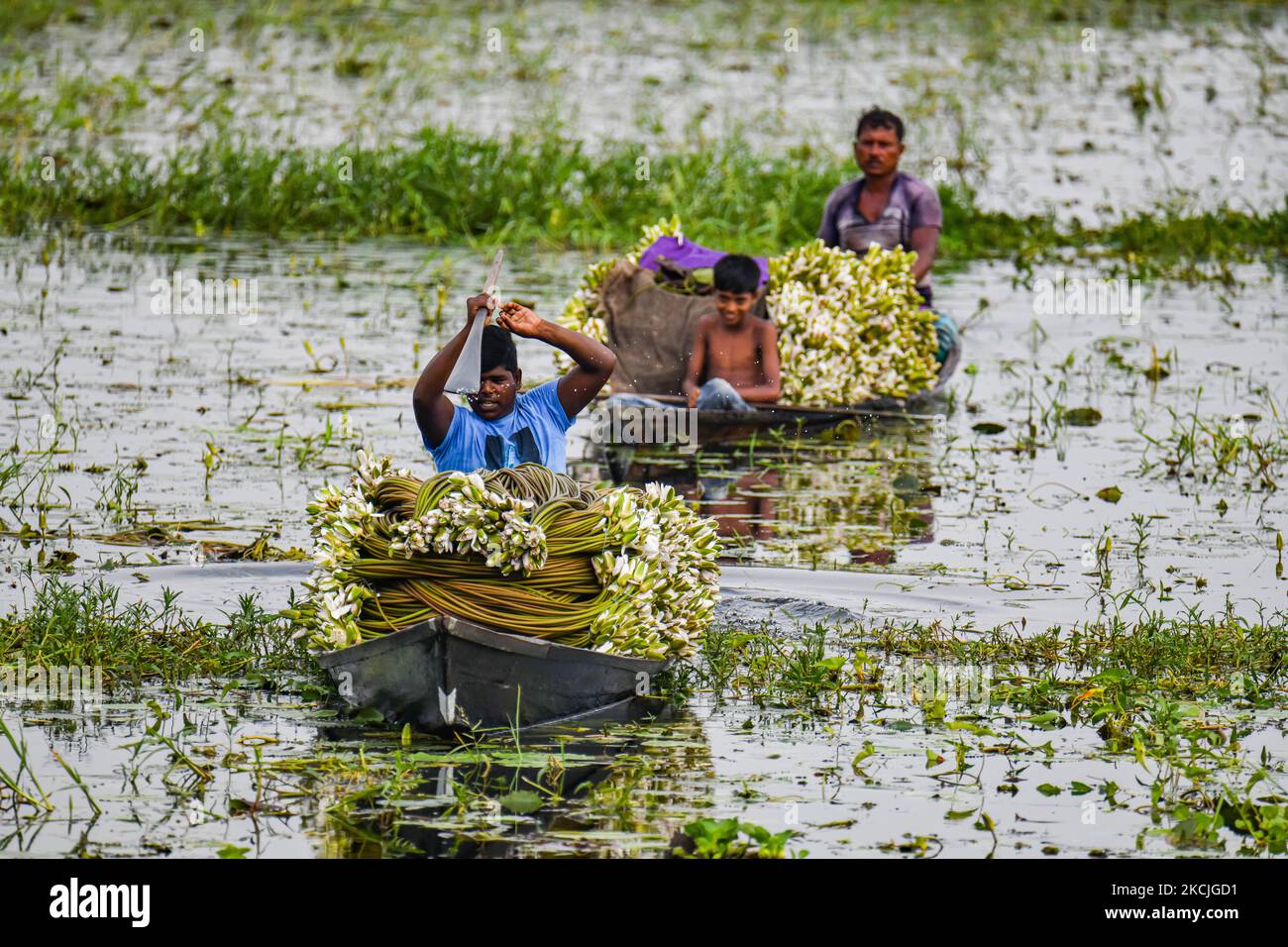 Am 11. August 2021 kam der Landwirt, nachdem er Seerose von Arial Bill gesammelt hatte, um Wasserlilie auf dem Einzelhandelsmarkt in Munshiganj, Bangladesch, zu verkaufen. Die Seerose ist die Nationalblume von Bangladesch. Die Lebensgrundlage einiger Feuchtgebietsbauern basiert auf Seerosenzucht, die sie etwa fünf Monate im Jahr betreiben. Lokale Bauern nehmen ihre kleinen Boote, um Seerosen zu holen und verkaufen sie auf dem Markt. (Foto von Zabed Hasnain Chowdhury/NurPhoto) Stockfoto