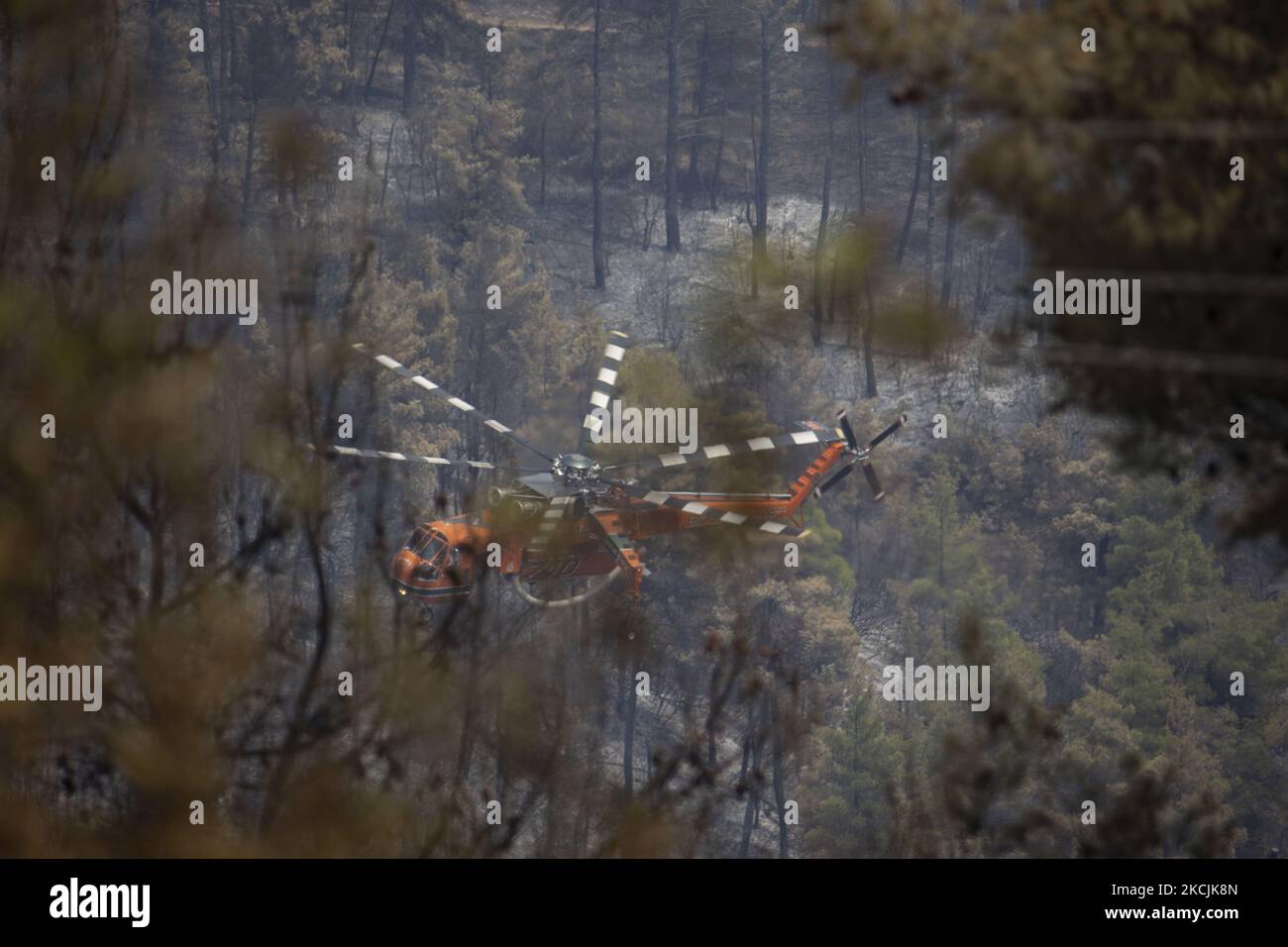 Erickson Air-Crane - Sikorsky S-64 Skycrane lässt Wasser fallen, während die Feuerwehrleute am 11. August 2021 im Dorf Galatsonas auf der griechischen Insel Evia (Euboea) ein Waldbrand bekämpfen. - Fast 100.000 Hektar Wald- und Ackerland haben in weniger als zwei Wochen in Griechenland bei der schlimmsten Waldbrandwelle seit 2007 verbrannt, sagte das Europäische Waldbrandinformationssystem (EFFIS) am Mittwoch. Stockfoto