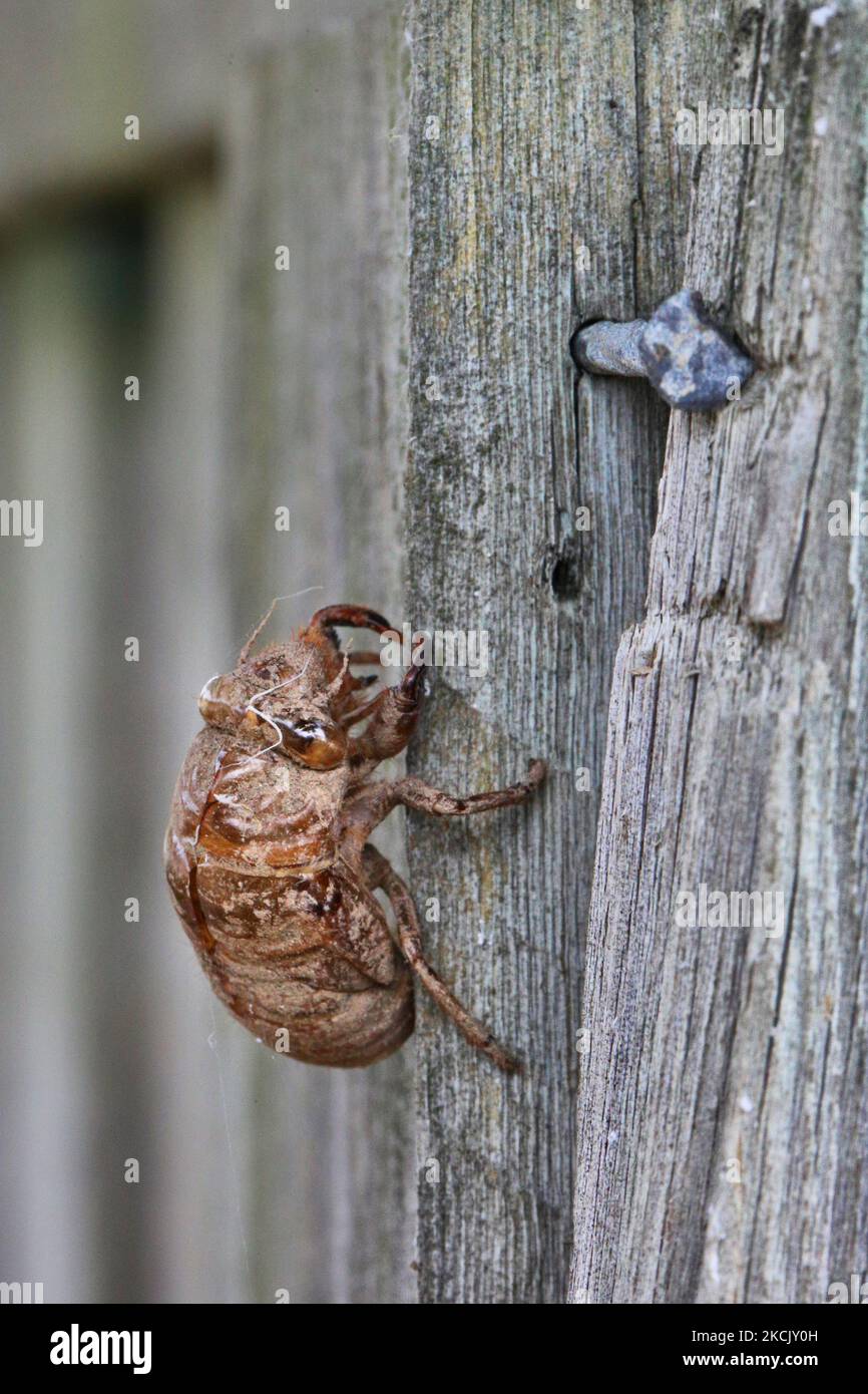 Hundetag-Cicada (Tibcen canicularis) Nymphallhaut in Toronto, Ontario, Kanada, am 18. August 2021. Bevor eine Zikade erwachsen wird und ihre Haut abwirft, versucht sie eine Pflanze zu finden, wo sie sich mit ihren Krallen anheftet. Viele Male bleibt ihre Nymphenhaut an einer Pflanze befestigt, lange nachdem die Zikade geschlüpft ist. (Foto von Creative Touch Imaging Ltd./NurPhoto) Stockfoto