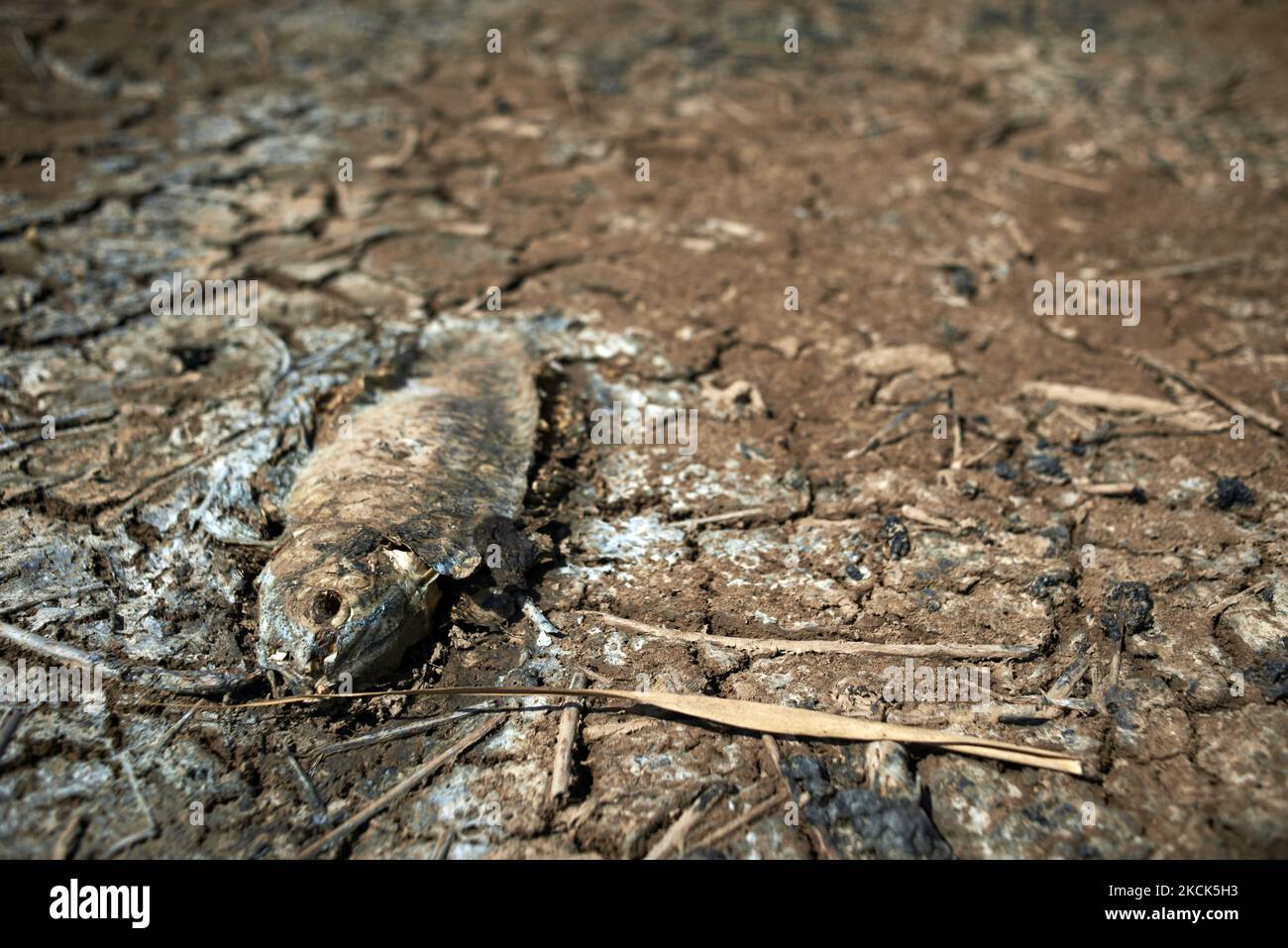 Auf dem Schilfbett des Sumpfes wird ein toter Karpfen getrocknet. Der Sumpf von Capestang in den Departements Herault und Aude trocknet aus, da sengende Temperaturen und fehlender Regen es hart getroffen haben. Das Sumpfgebiet umfasst eine Fläche von 1.374 ha (13,74 Quadratkilometer). Der Teich ist als Natura-2000-Zone (Netz von Naturschutzgebieten auf dem Gebiet der Europäischen Union) und in einem ZPS (Sonderschutzgebiet für Wildvögel) eingestuft. Viele Fische, Krebse, Muscheln starben aufgrund des niedrigen Wasserstands und des Sauerstoffmangels im Wasser. Toulouse. Capestang. Herault. Frankreich. August 25. 2021. (Foto von Alain Pitton/Nu Stockfoto