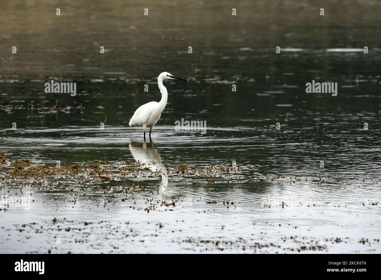 Kleiner Reiher (Egretta garzetta) am 26. August 2021 am Ufer des Ognyanovo-Staudamms, in der Nähe von Sofia, Bulgarien. (Foto von Hristo Vlacev/NurPhoto) Stockfoto