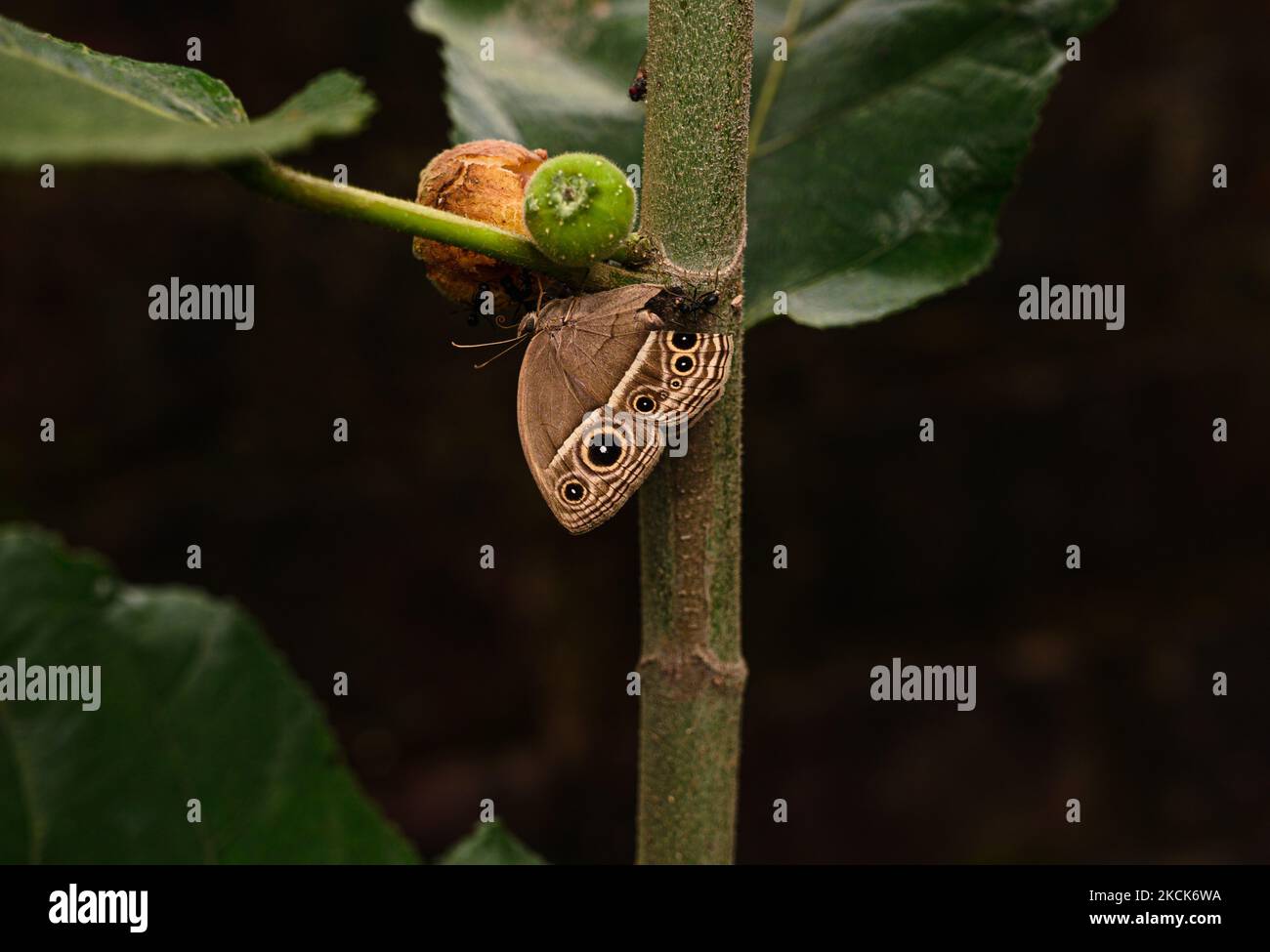 Der dunkelbraune (Mycalesis mineus) Schmetterling ist eine in Asien gefundene Satyrinschmetterlingsart, die am 26. August 2021 in Tehatta, Westbengalen, Indien, reife Feigen frisst (Foto: Soumyabrata Roy/NurPhoto) Stockfoto