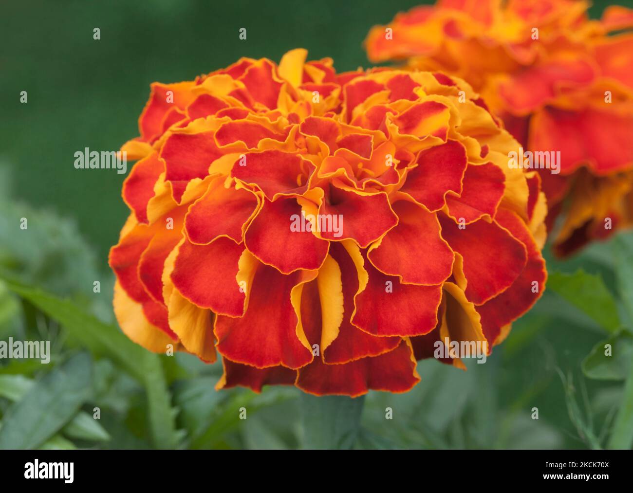 Afro-französische Ringelblume „Zenith Red“ Tagesetes patula x erecta Stockfoto