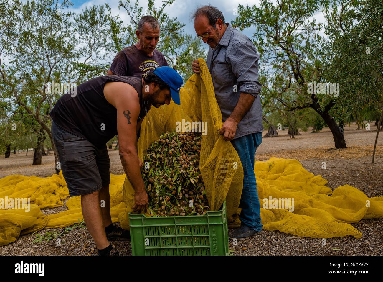 Arbeiter während der Mandelernte auf dem Land in Molfetta, Italien, am 28. August 2021 in Molfetta, Italien. Nach jüngsten Schätzungen führten die apulischen Mandeln aufgrund des Hagelsturms und der späten Fröste vom 8. Und 9. April sogar zu einem Produktionsrückgang von 80 %. In Apulien - fügt hinzu Coldiretti regional - eine Fläche von 19.428 Hektar (entspricht 35,05% der nationalen Fläche mit Mandeln angebaut) ist für den Mandelanbau bestimmt, die im Durchschnitt eine Gesamtproduktion von 264.670 Quintale Mandeln, ein Drittel der nationalen insgesamt (33%) bietet. Die Tropikalisierung des Klimas mit gewalttätigen und c Stockfoto
