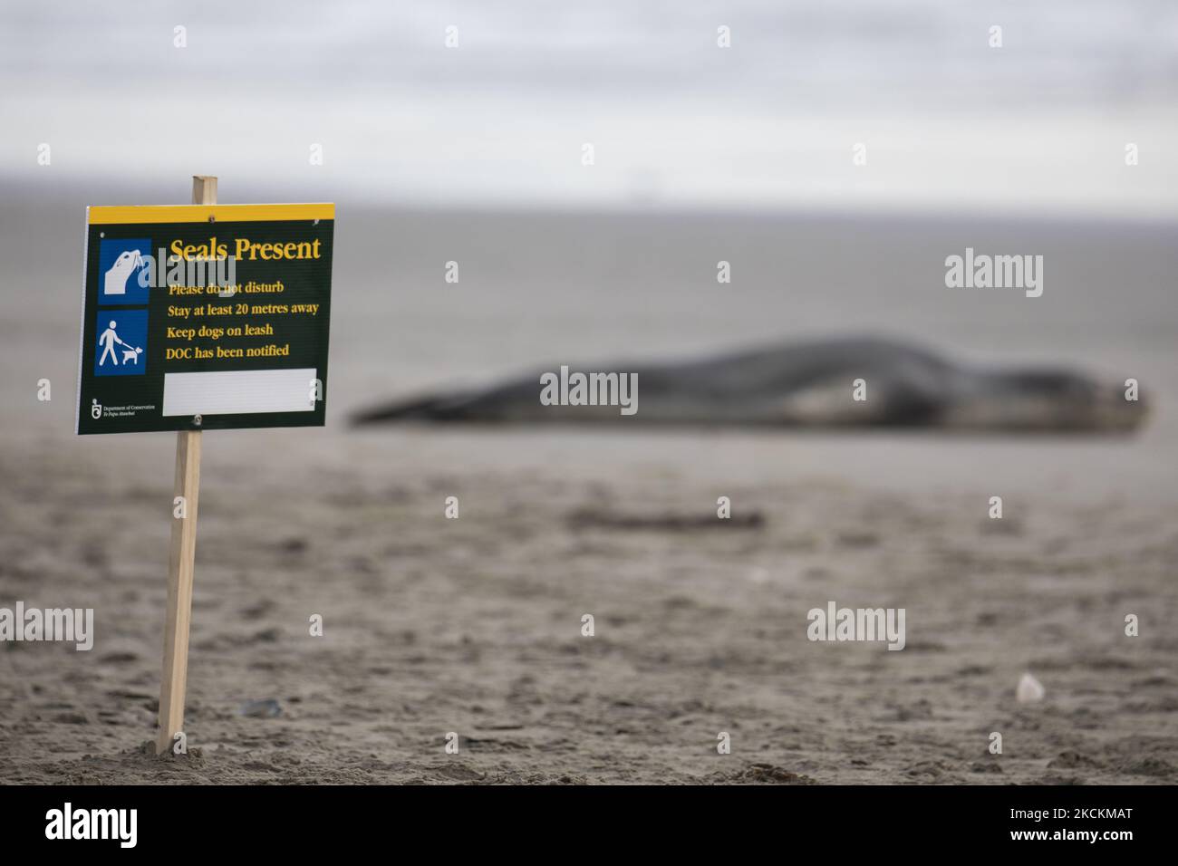 Ein Schild warnt die Besucher vor dem Vorhandensein von Robben am Sumner Strand in Christchurch, Neuseeland, am 02. September 2021. Leopardenrobben werden in der Regel auf antarktischem Packeis gefunden, aber junge Robben besuchen Neuseeland oft im Winter. Leopardenrobben sind das drittgrößte Siegel der Welt und werden gemäß dem Marine Mammal Protection Act 1978 geschützt. (Foto von Sanka Vidanagama/NurPhoto) Stockfoto