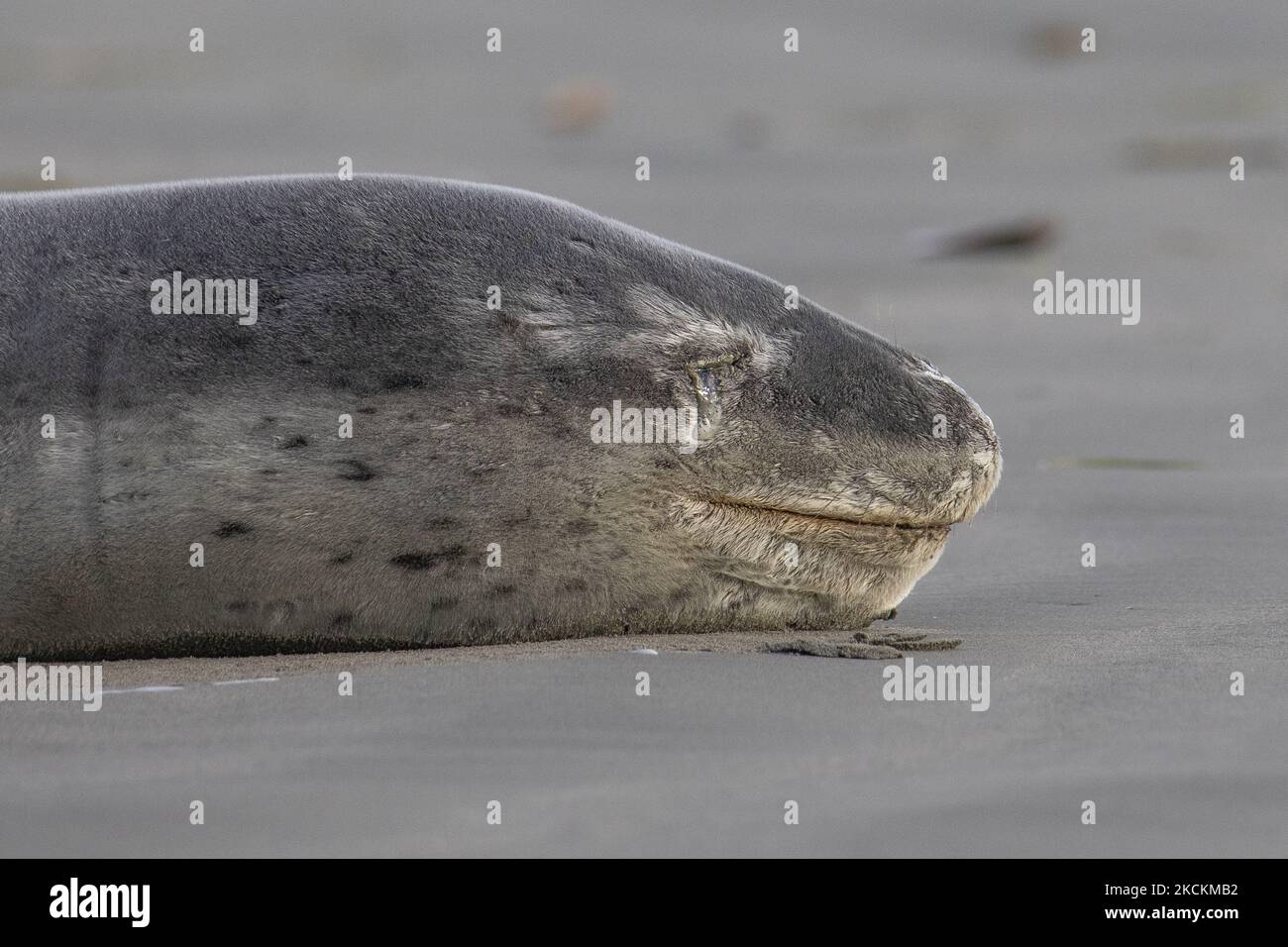 Am 02. September 2021 liegt am Sumner-Strand in Christchurch, Neuseeland, eine Leopardenrobbe (Hydrurga leptonyx). Leopardenrobben werden in der Regel auf antarktischem Packeis gefunden, aber junge Robben besuchen Neuseeland oft im Winter. Leopardenrobben sind das drittgrößte Siegel der Welt und werden gemäß dem Marine Mammal Protection Act 1978 geschützt. (Foto von Sanka Vidanagama/NurPhoto) Stockfoto