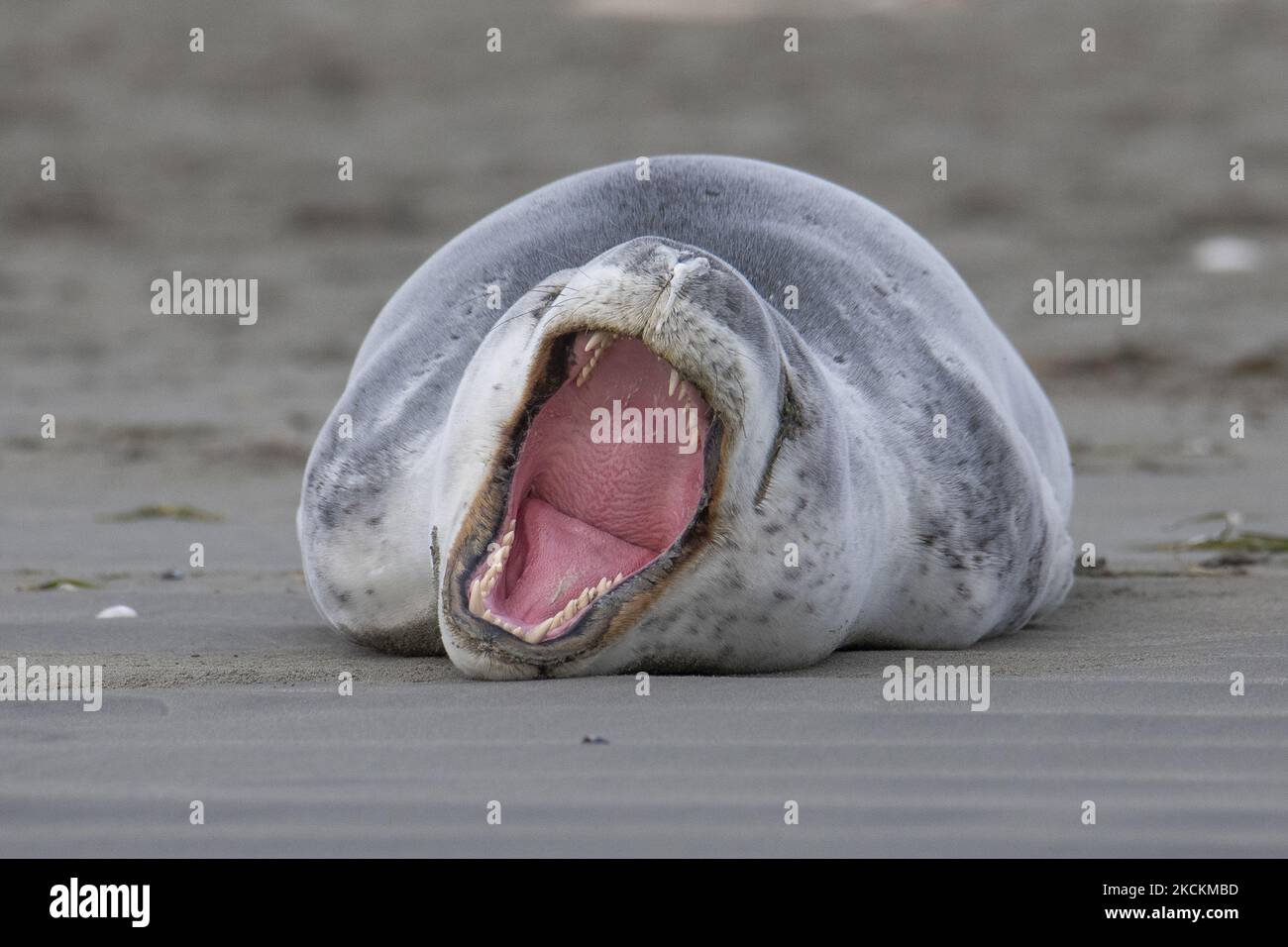 Am 02. September 2021 gähnt am Sumner-Strand in Christchurch, Neuseeland, eine Leopardenrobbe (Hydrurga leptonyx). Leopardenrobben werden in der Regel auf antarktischem Packeis gefunden, aber junge Robben besuchen Neuseeland oft im Winter. Leopardenrobben sind das drittgrößte Siegel der Welt und werden gemäß dem Marine Mammal Protection Act 1978 geschützt. (Foto von Sanka Vidanagama/NurPhoto) Stockfoto