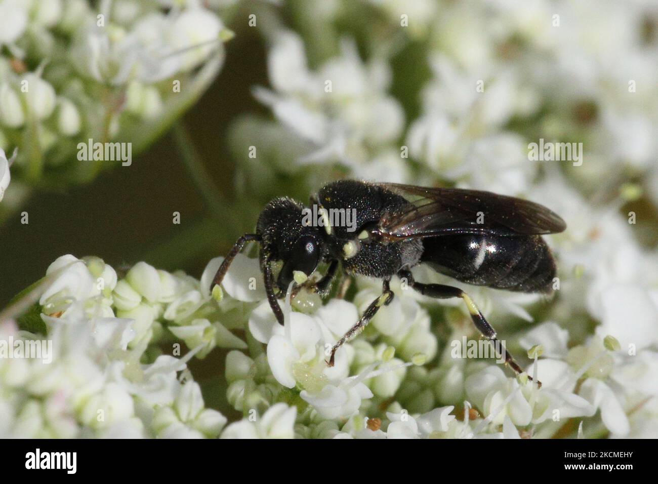 Annulate maskierte Biene (Hylaeus annulatus) auf einer Spitzenblume von Queen Anne (Daucus carota) in Toronto, Ontario, Kanada, am 11. September 2021. (Foto von Creative Touch Imaging Ltd./NurPhoto) Stockfoto