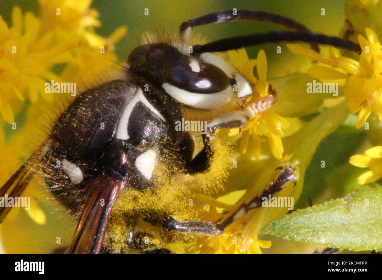 Glatzenschhorfe (Dolichovespula maculata) in Toronto, Ontario, Kanada, am 11. September 2021. (Foto von Creative Touch Imaging Ltd./NurPhoto) Stockfoto