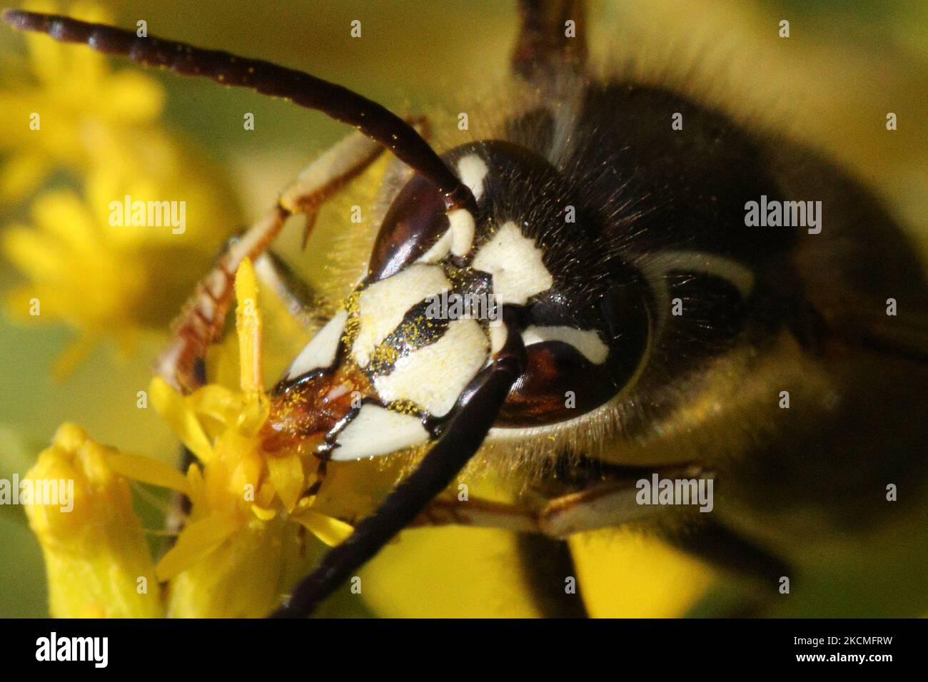 Glatzenschhorfe (Dolichovespula maculata) in Toronto, Ontario, Kanada, am 11. September 2021. (Foto von Creative Touch Imaging Ltd./NurPhoto) Stockfoto