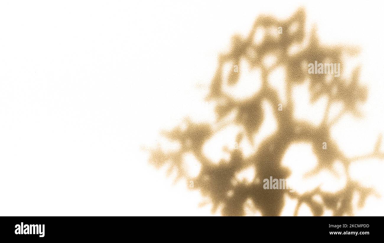 Realistischer Schatten von Ästen, Blättern und Laub. Overlay-Effekt für verschwommenes transparentes weiches Licht Stockfoto