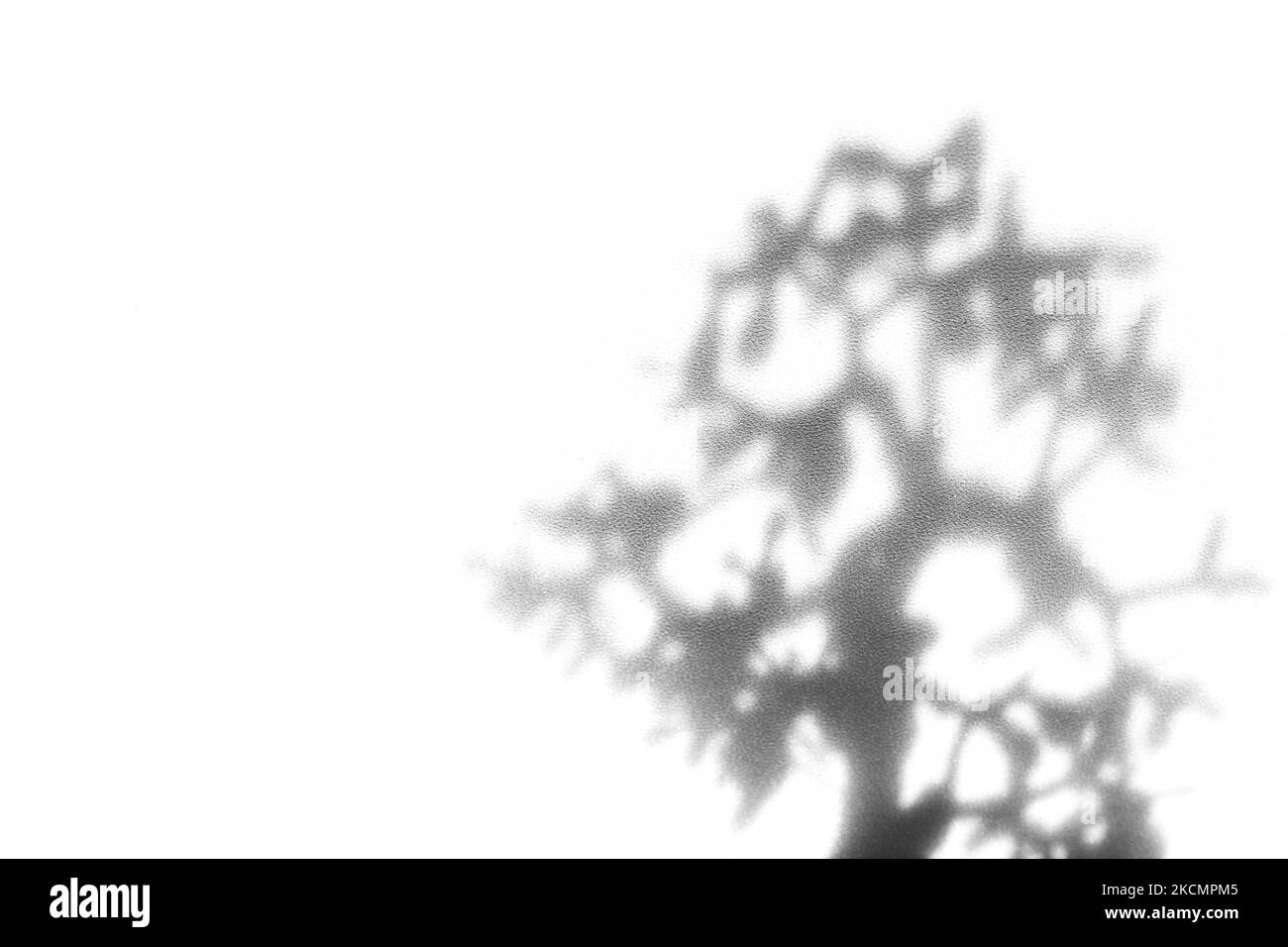 Realistischer Schatten von Ästen, Blättern und Laub. Overlay-Effekt für verschwommenes transparentes weiches Licht Stockfoto