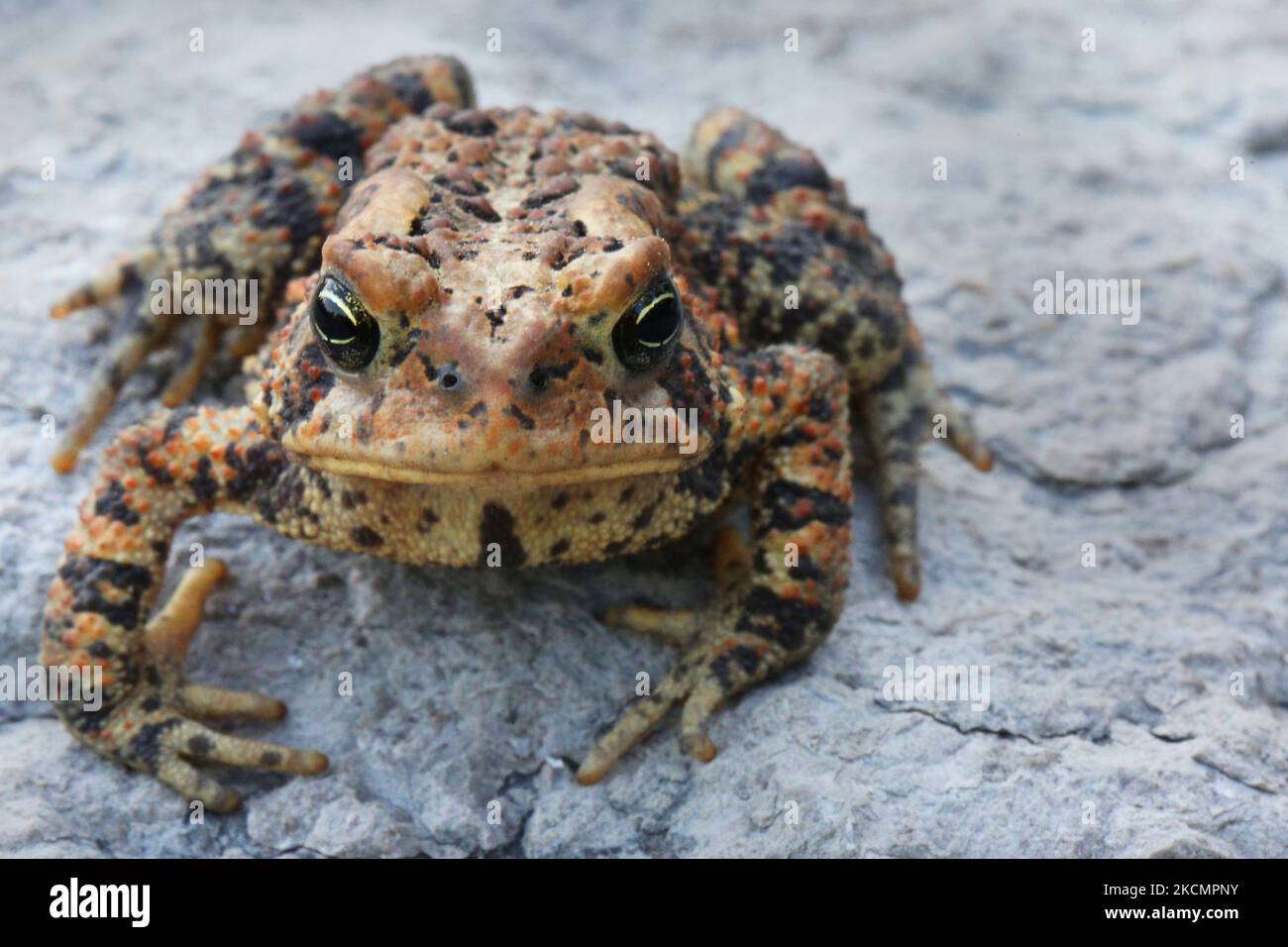 Amerikanische Kröte (Anaxyrus americanus) in Toronto, Ontario, Kanada, am 17. September 2021. (Foto von Creative Touch Imaging Ltd./NurPhoto) Stockfoto