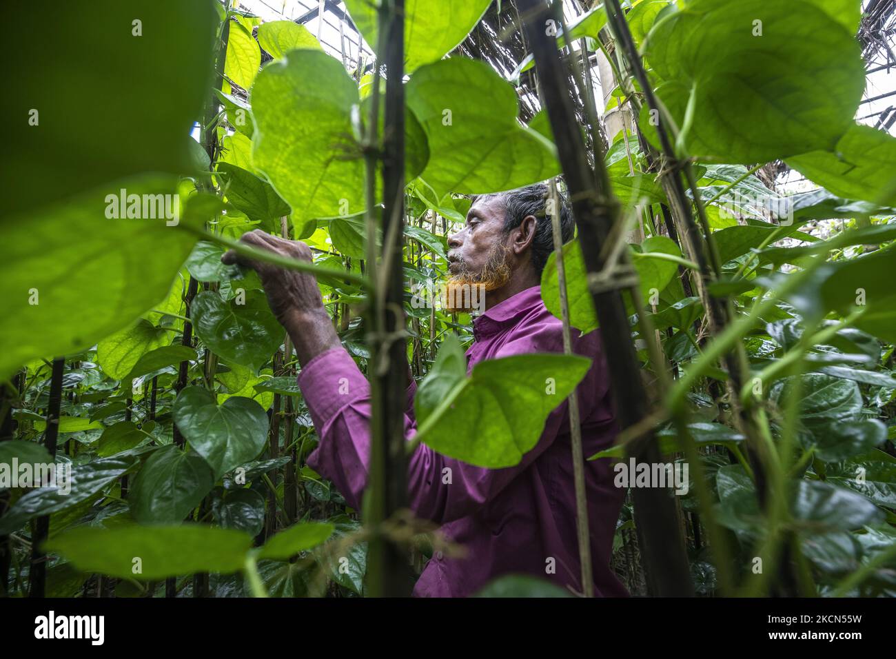 Am 20. September 2021 arbeitet ein Mann in einem Betel-Laubgarten am Ufer des Flusses Padma. Das Betelblatt oder Pan ist ein tropischer Kriechgang, der zur Familie der Pfefferpflanzen namens Piper Betel gehört. Die Leute kauen es, um den Atem und die Farbe (karmesinrot) der Lippen und Zunge zu versüßen und auch ein wenig narkotisches Vergnügen zu haben. Normalerweise wird die Pfanne mit Kalk-Muschel-Paste (Chun) und Areca-Mutter oder Betel-Mutter (Supari) gekaut. Viele essen Pfanne, die es mit zusätzlichen Elementen wie Koriandersamen, Zimt, Kardamomen und vielfältig aromatisierten Stäuben vermischt. (Foto von Ahmed Salahuddin/NurPhoto) Stockfoto