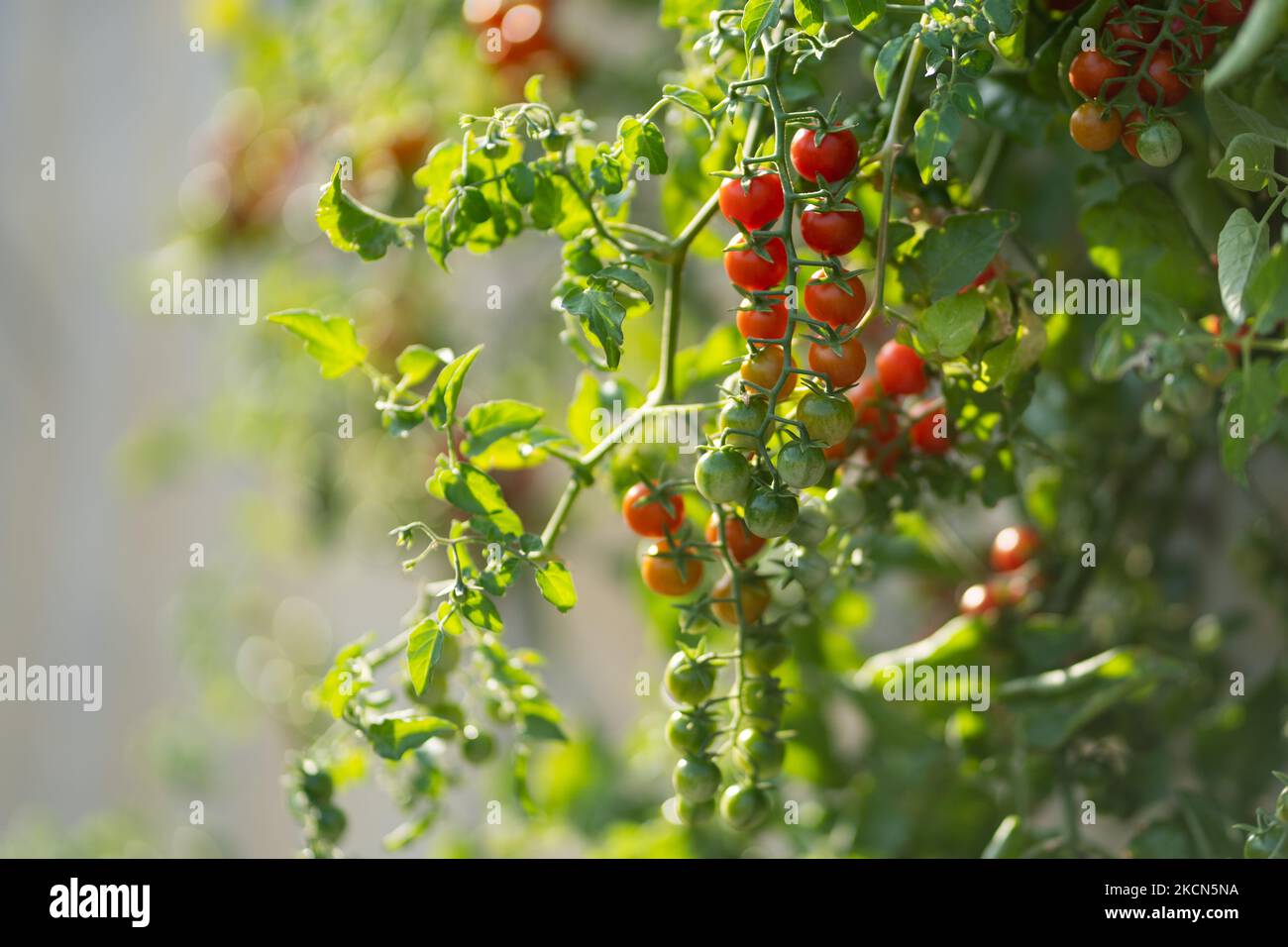 Kirschtomatenfrüchte hängen vom grünen Busch, der im Gewächshaus oder auf der Plantage wächst Stockfoto