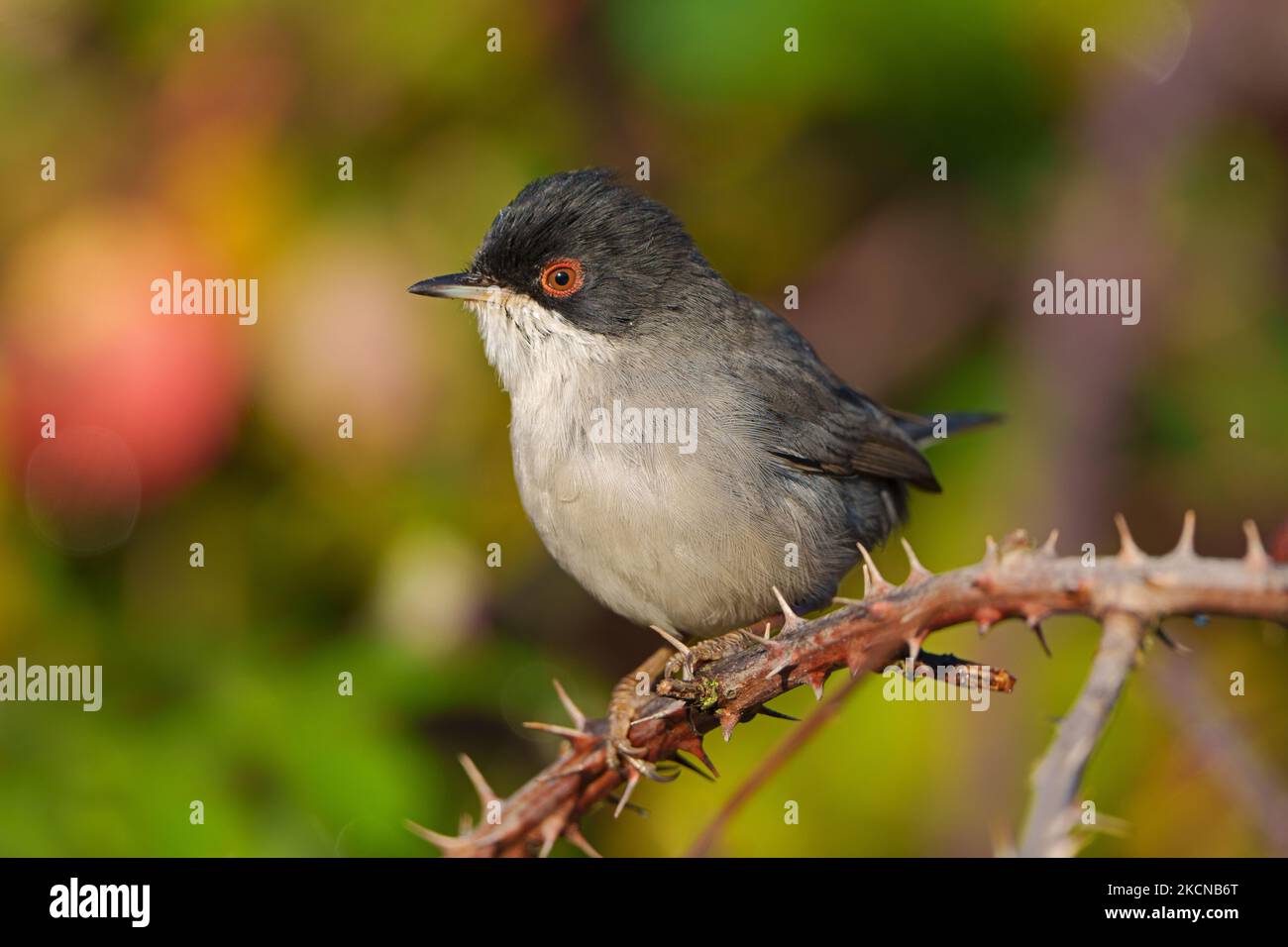 Sylvia melanocephala Stockfoto